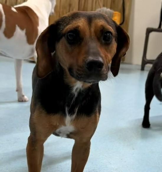 Dorothy, ADOPTABLE, Young Female Beagle & Terrier.