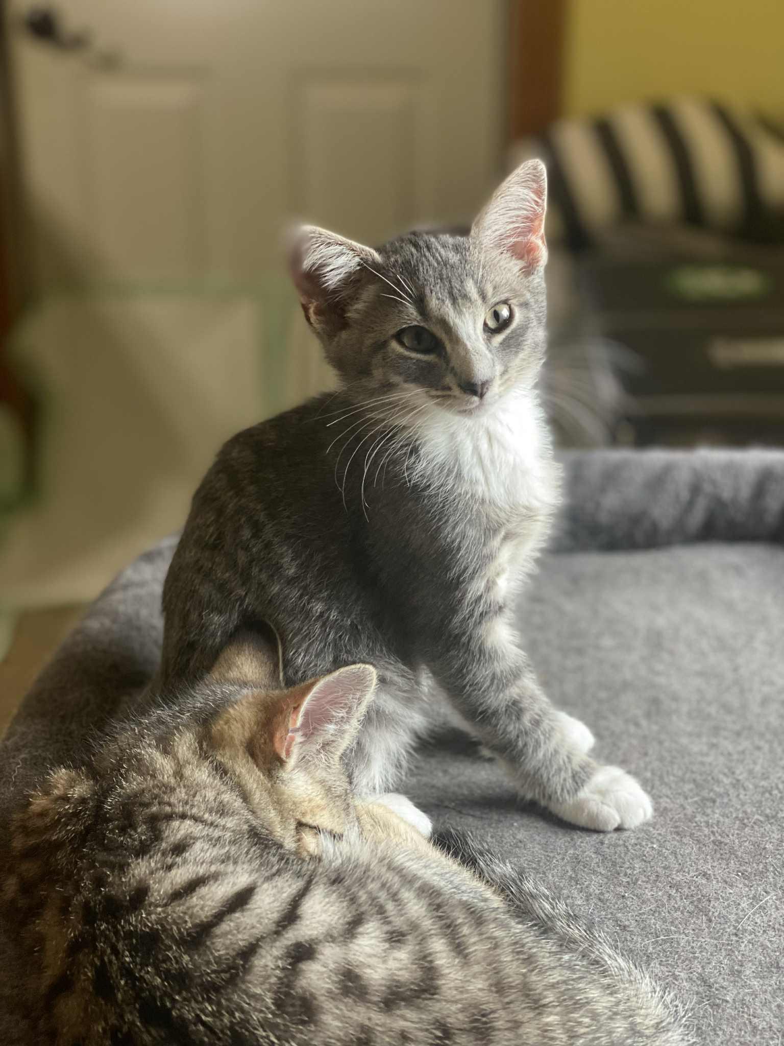 Enlarge Noodle & Squirrel, a Adopted Domestic Short Hair in Nesquehoning, PA image 2/4