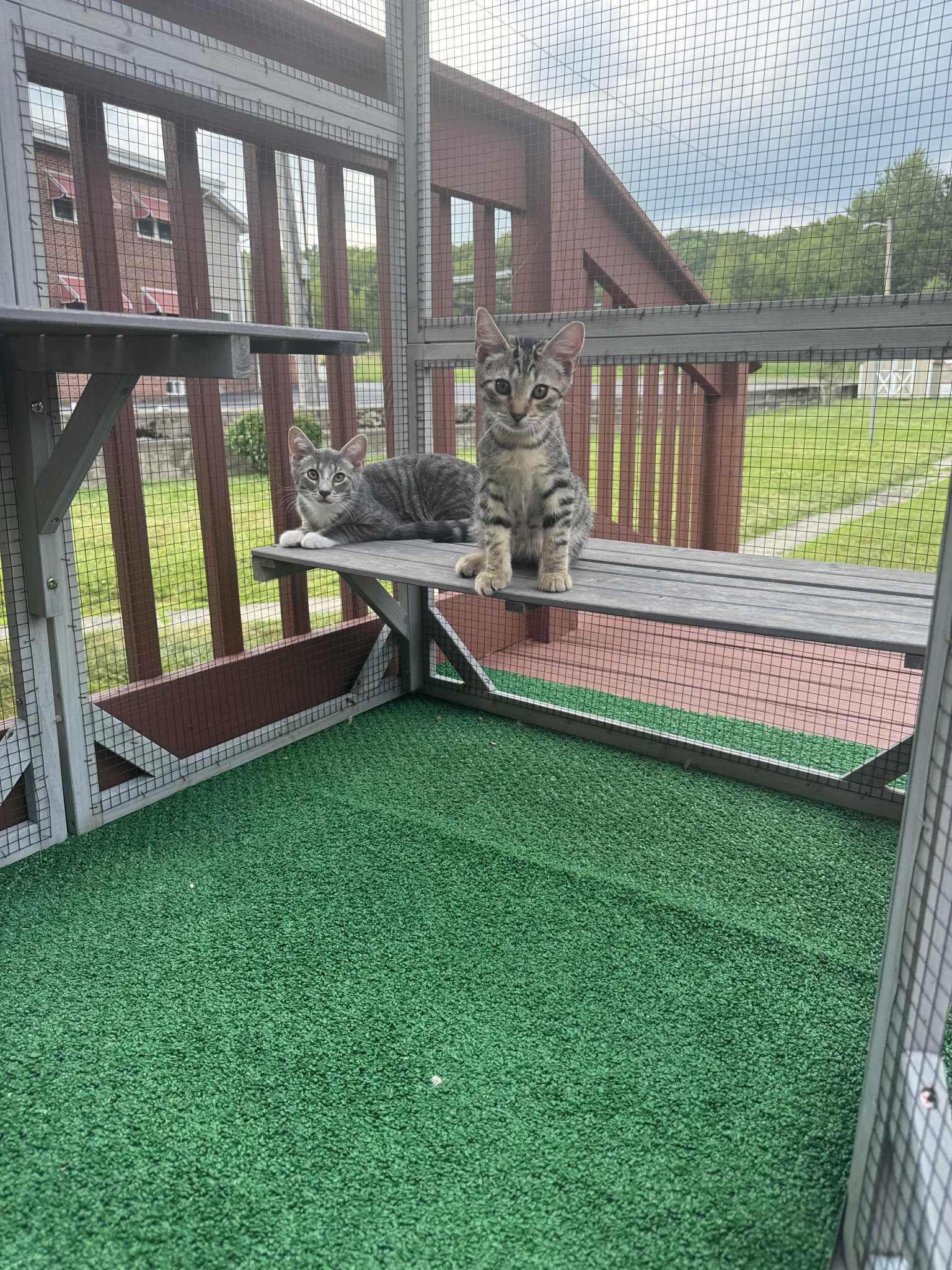 Enlarge Noodle & Squirrel, a Adopted Domestic Short Hair in Nesquehoning, PA image 3/4