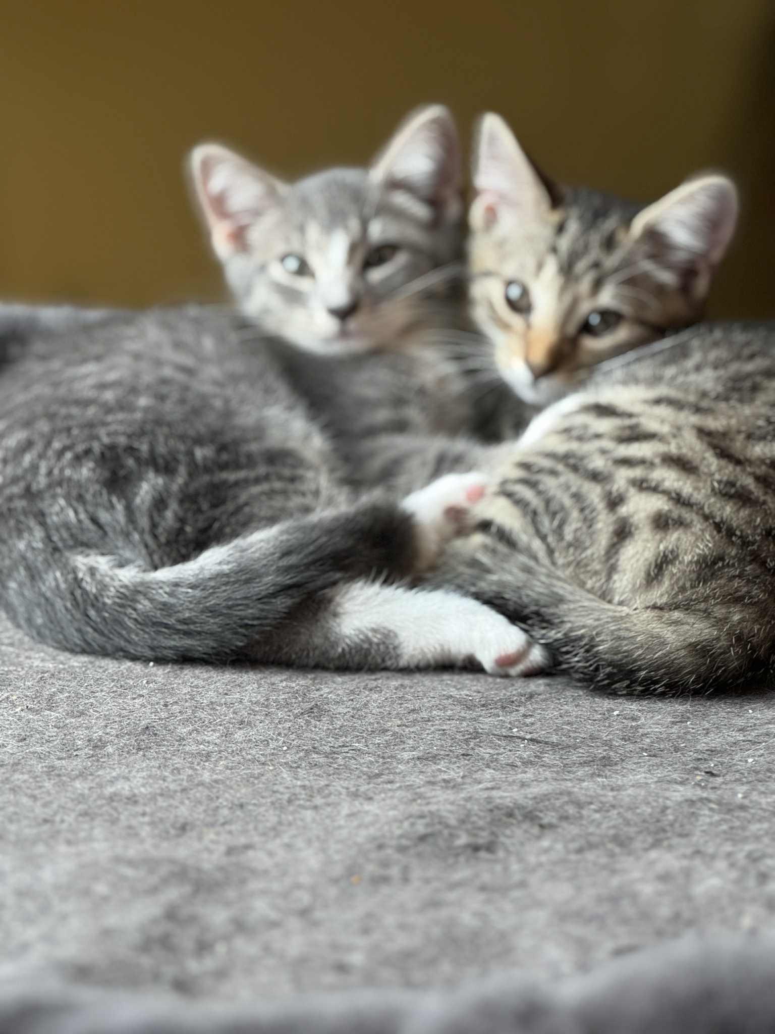 Enlarge Noodle & Squirrel, a Adopted Domestic Short Hair in Nesquehoning, PA image 4/4