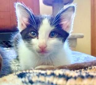 Biff Domestic Short Hair Cat