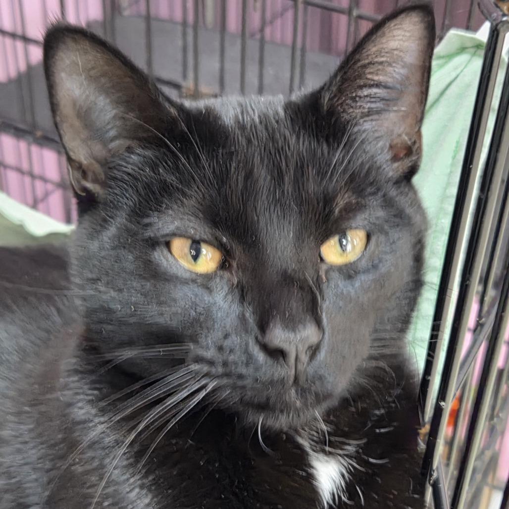 Enlarge Lucifer, a Adoptable Domestic Short Hair in Branson, MO image 1/1