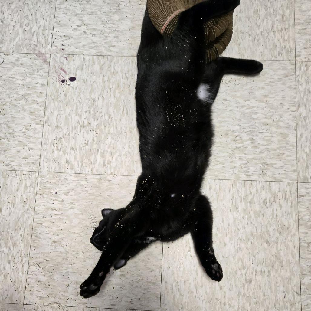 Enlarge Lucifer, a Adoptable Domestic Short Hair in Branson, MO image 2/3