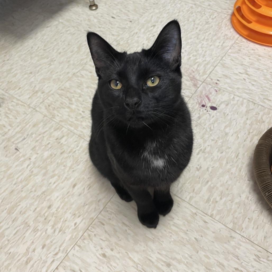 Enlarge Lucifer, a Adoptable Domestic Short Hair in Branson, MO image 3/3
