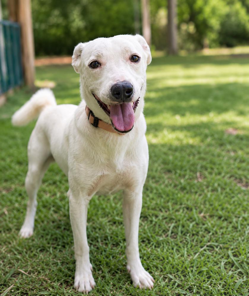 DJ - Adoptable Pet | Petfinder | Petfinder