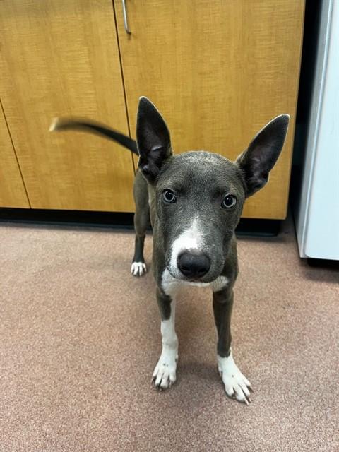 Enlarge ARTHUR, a Adoptable mixed breed in Ogden, UT image 1/1