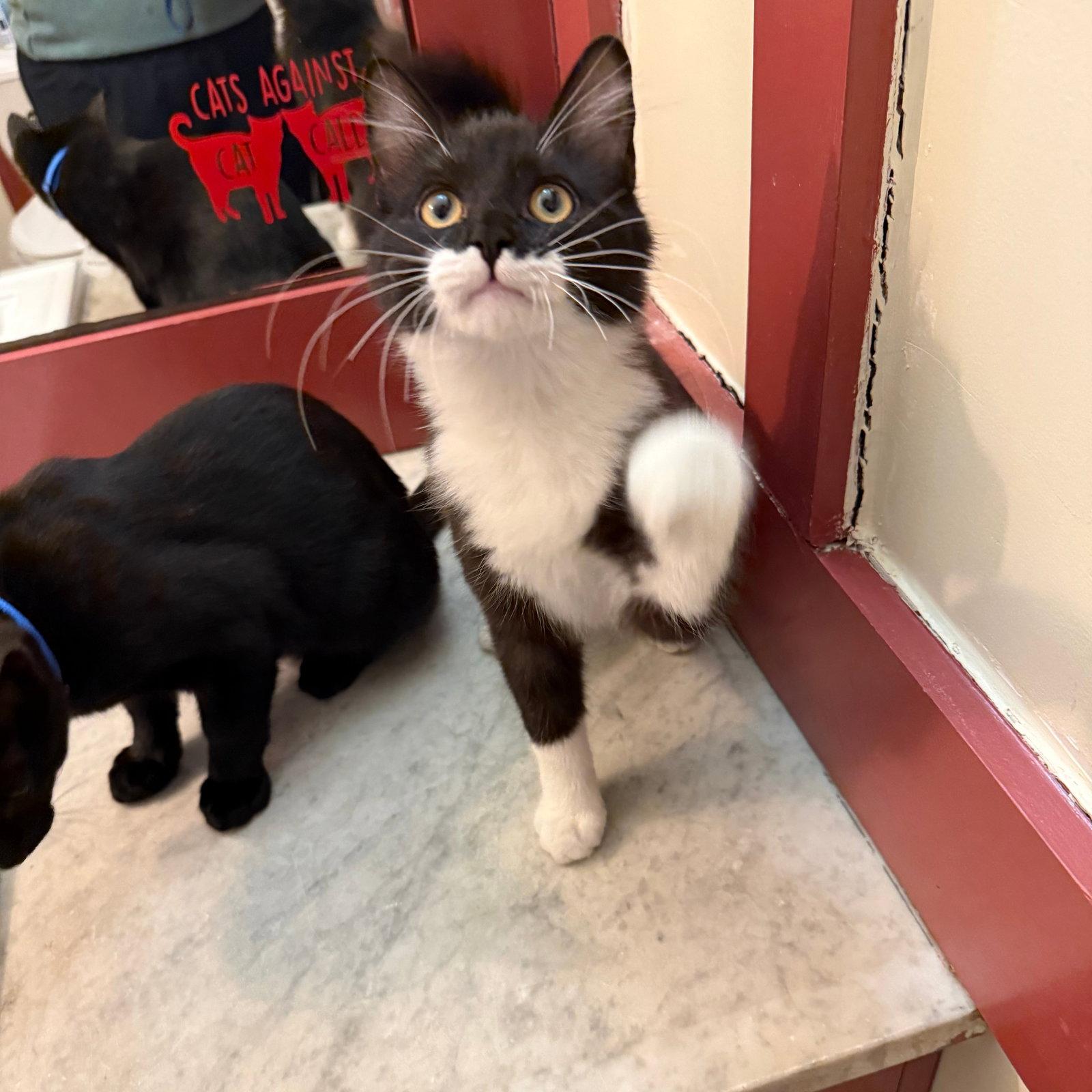 Paprika & Hakeem, Adopted, Kitten Male Domestic Medium Hair.