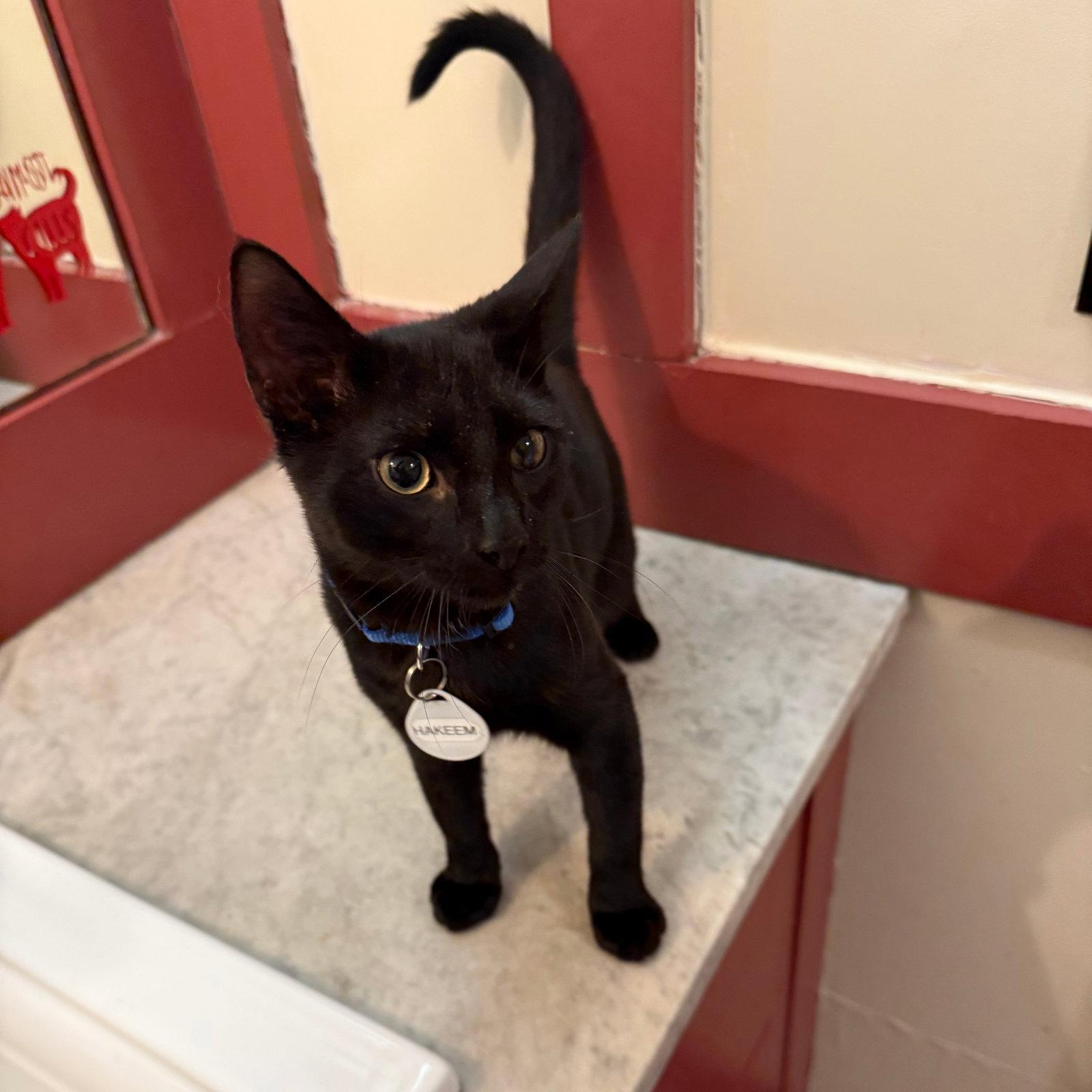 Enlarge Paprika & Hakeem, a Adopted Domestic Medium Hair in Brooklyn, NY image 2/3