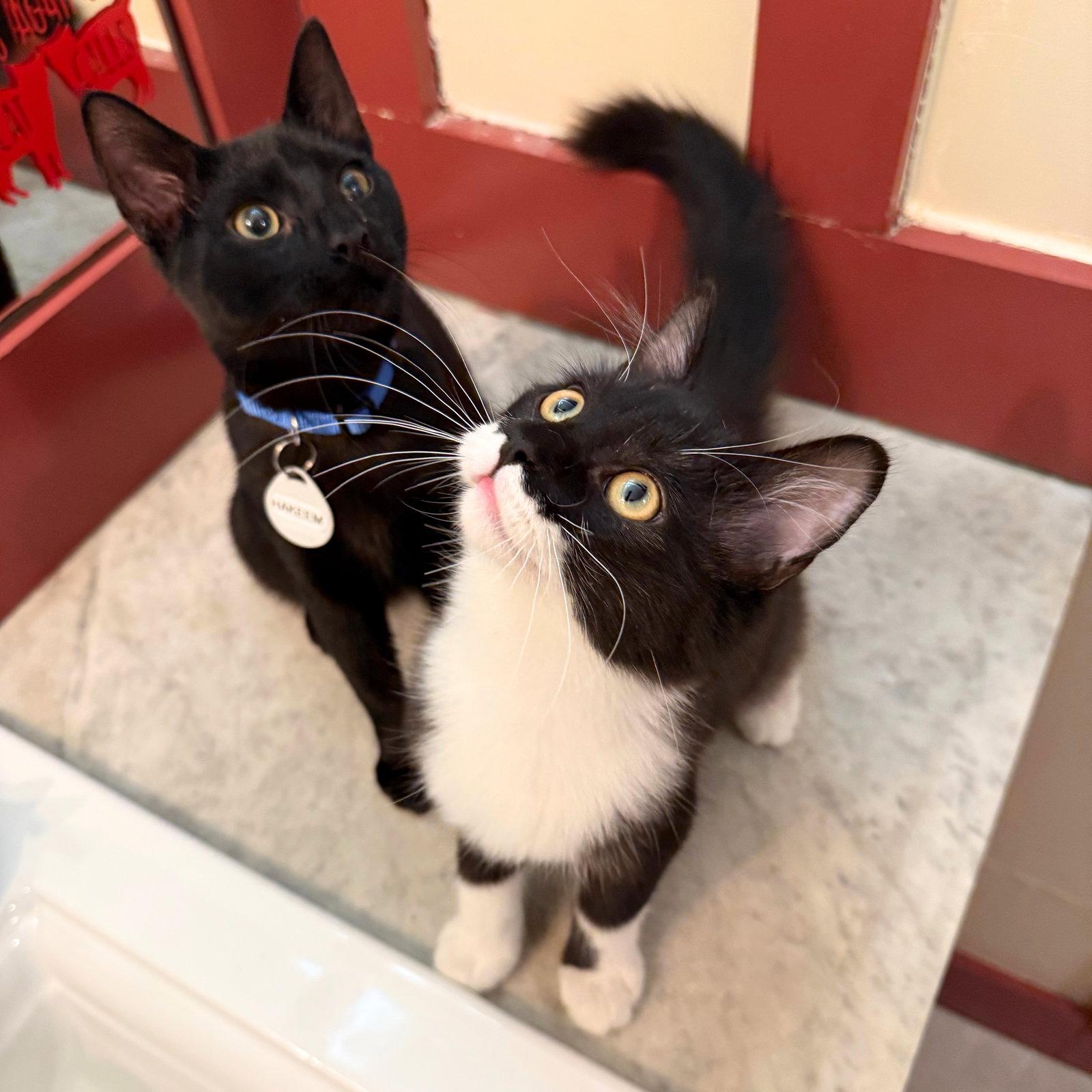 Enlarge Paprika & Hakeem, a Adopted Domestic Medium Hair in Brooklyn, NY image 3/3
