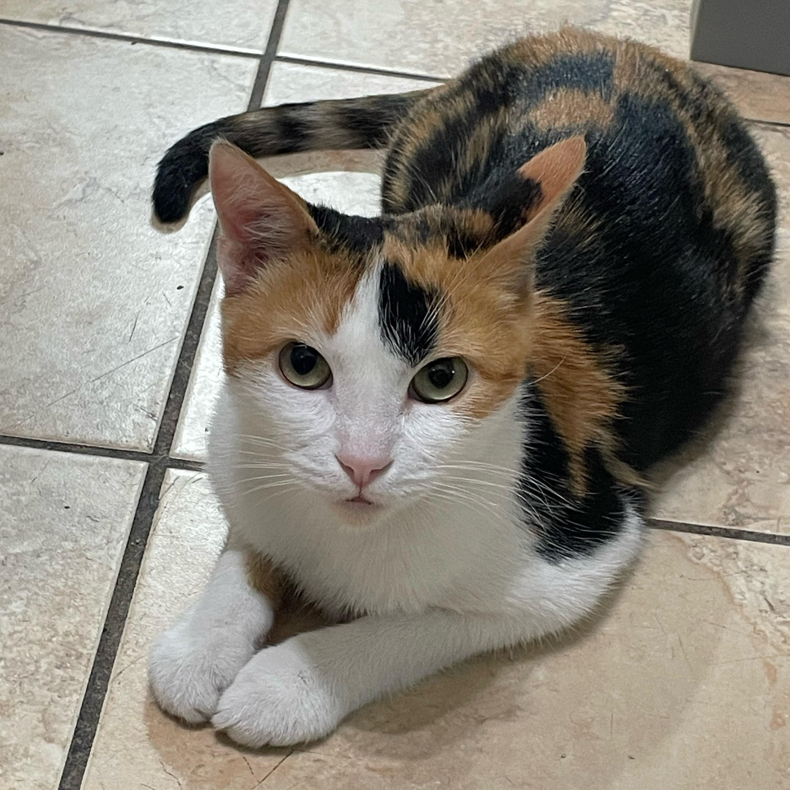 Rosie