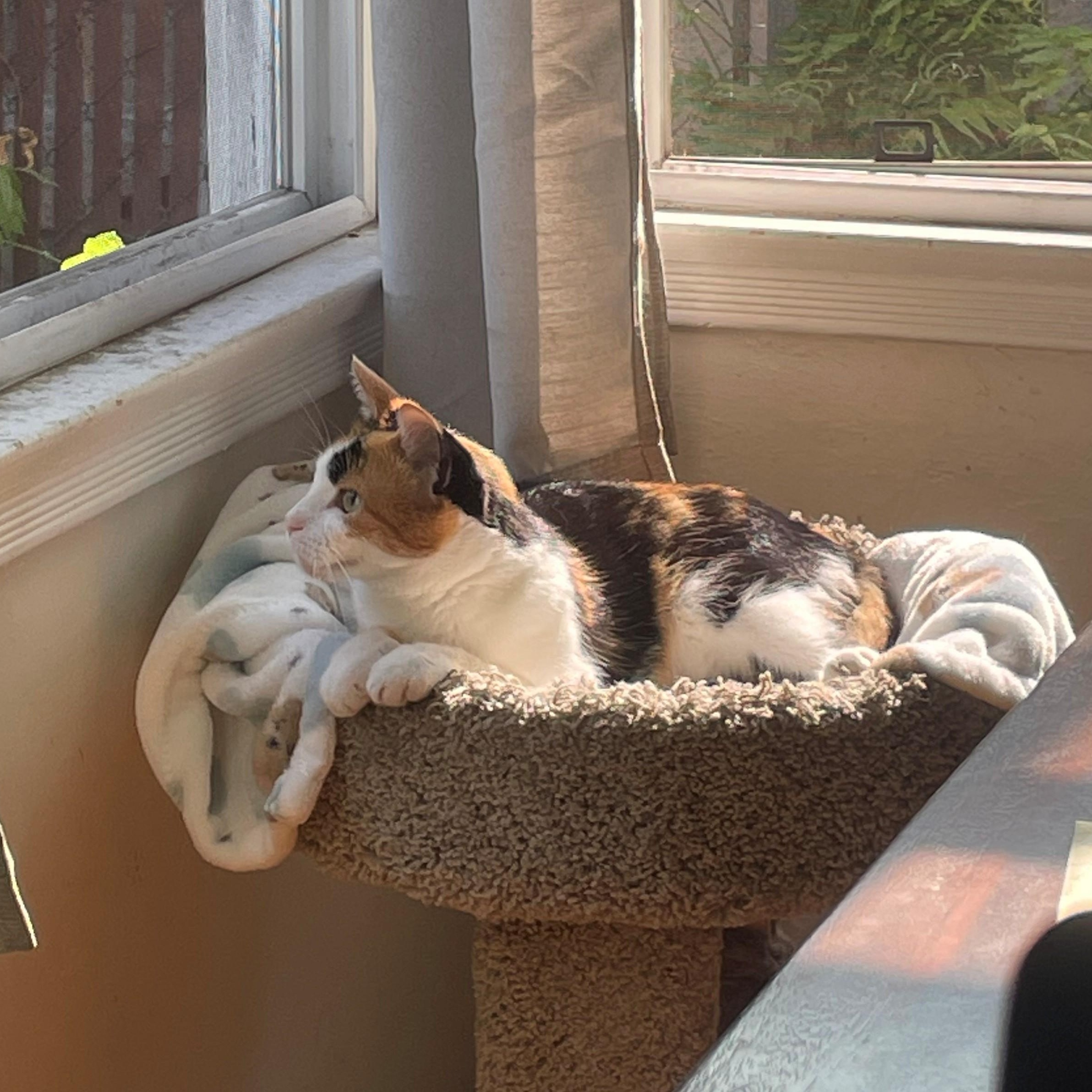 Rosie