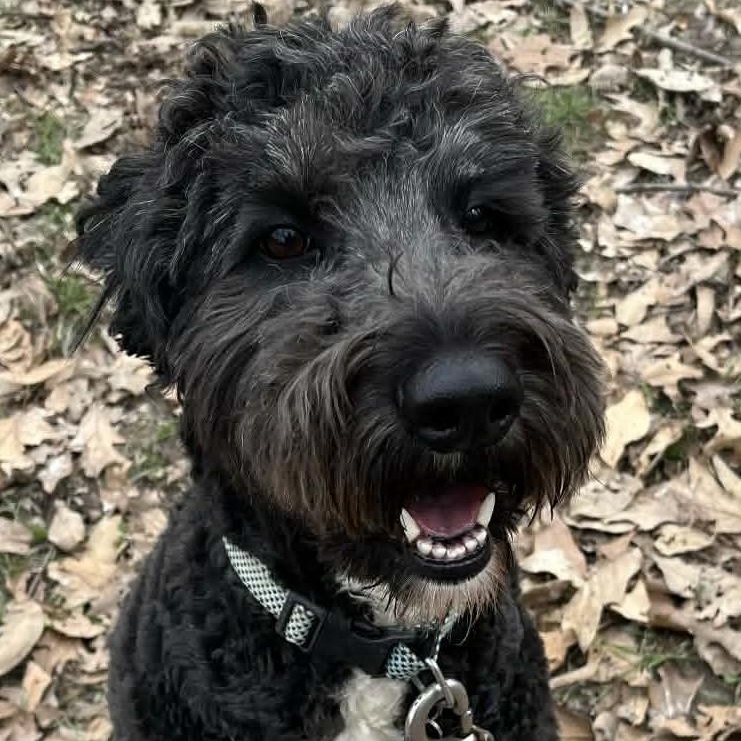 Enlarge Coco & Milo, an adopted mixed breed in Robinson, IL image 3/4