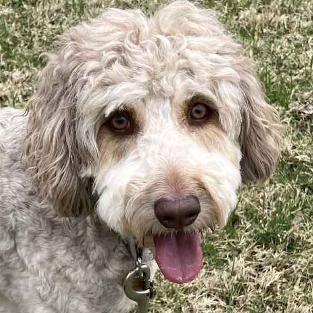 Coco & Milo, adopted, Young Female Aussiedoodle & Standard Poodle.