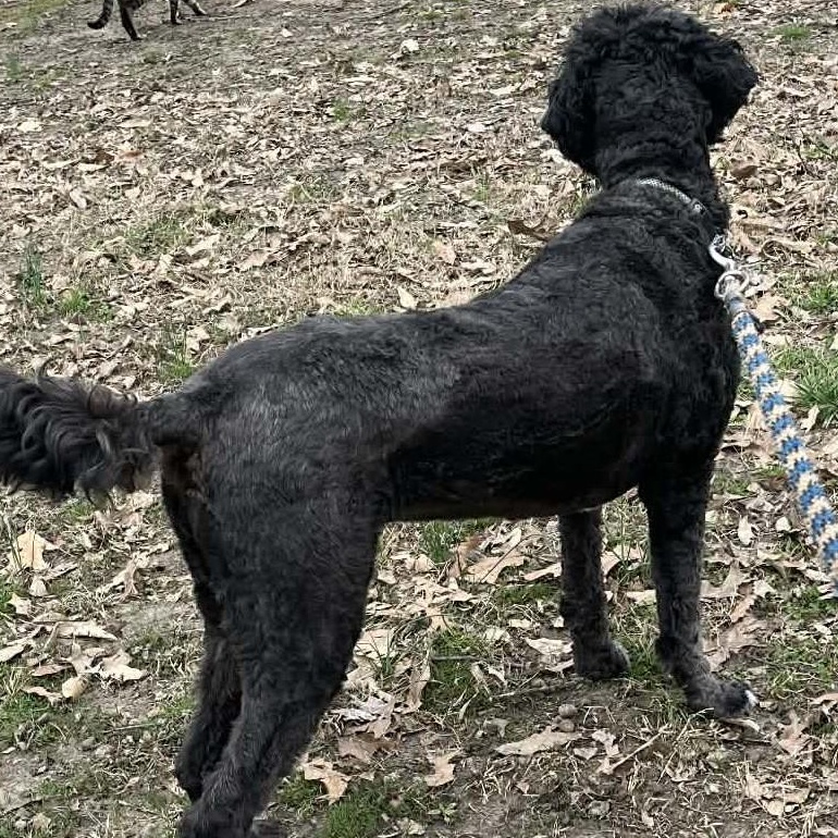 Enlarge Coco & Milo, an adopted mixed breed in Robinson, IL image 4/4