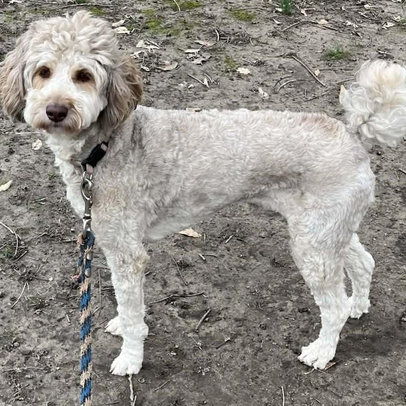 Enlarge Coco & Milo, an adopted mixed breed in Robinson, IL image 2/4