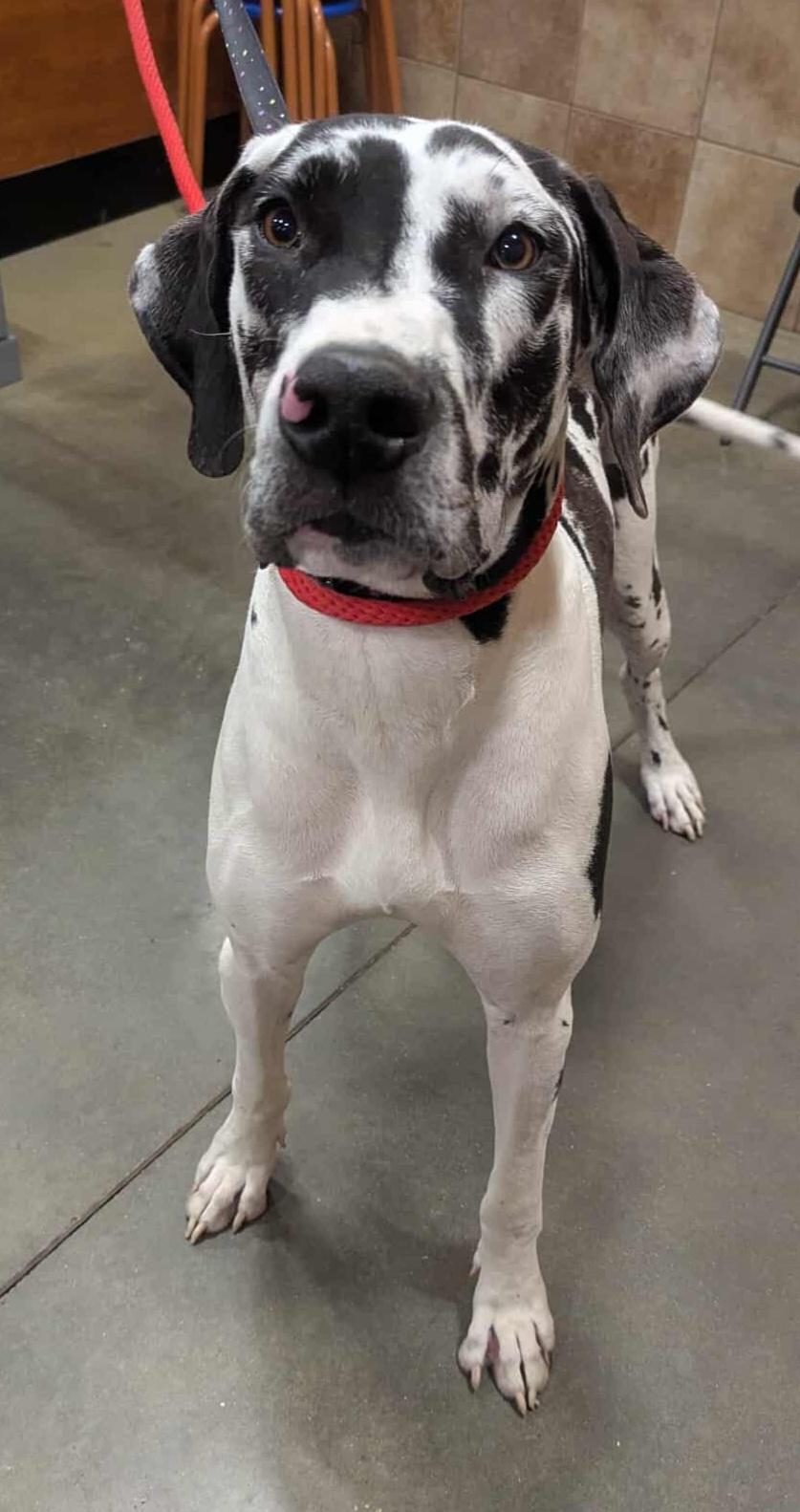 Maggie, a Adoptable Great Dane in Baton Rouge, LA image 1/2
