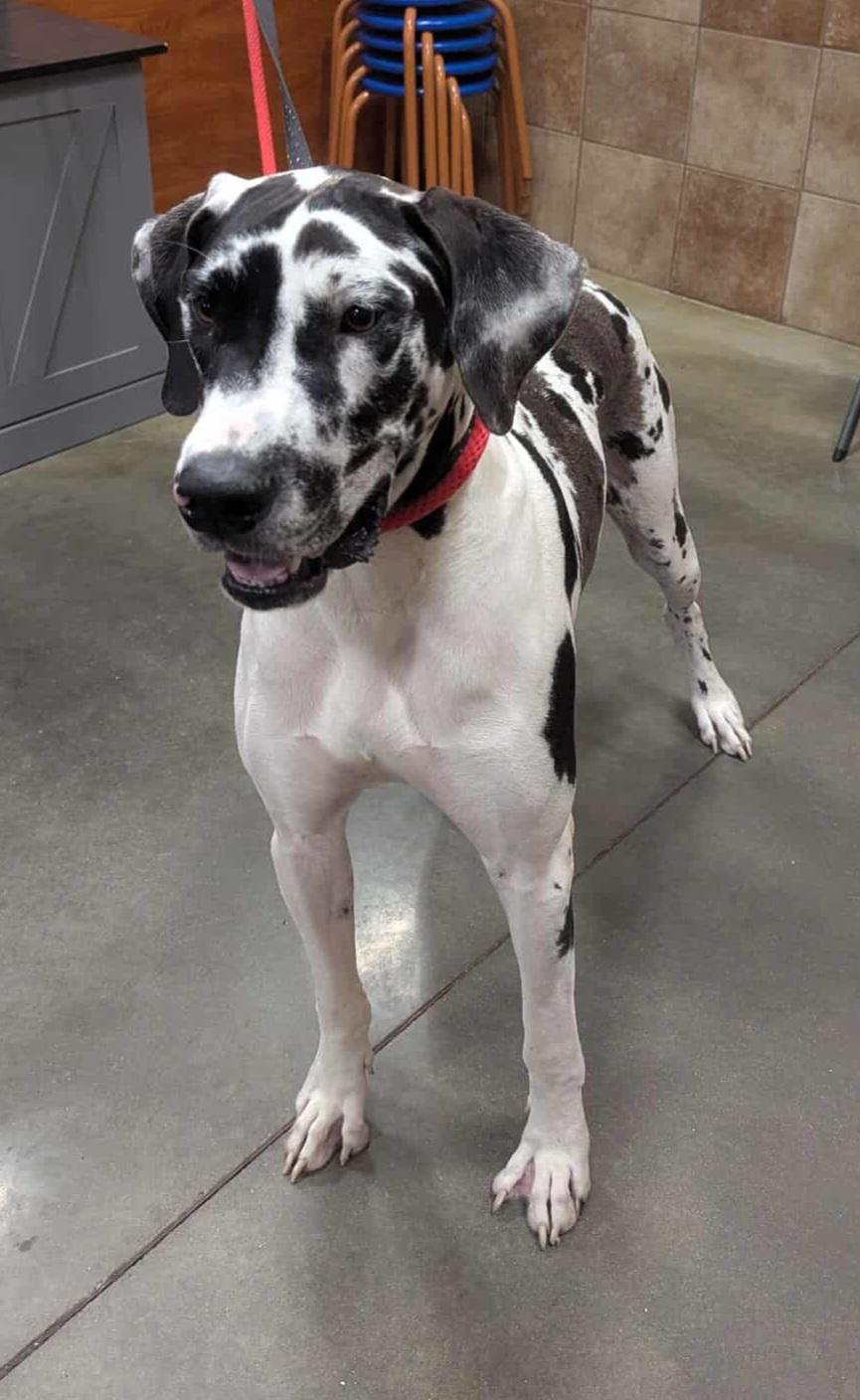 Maggie, a Adoptable Great Dane in Baton Rouge, LA image 2/2
