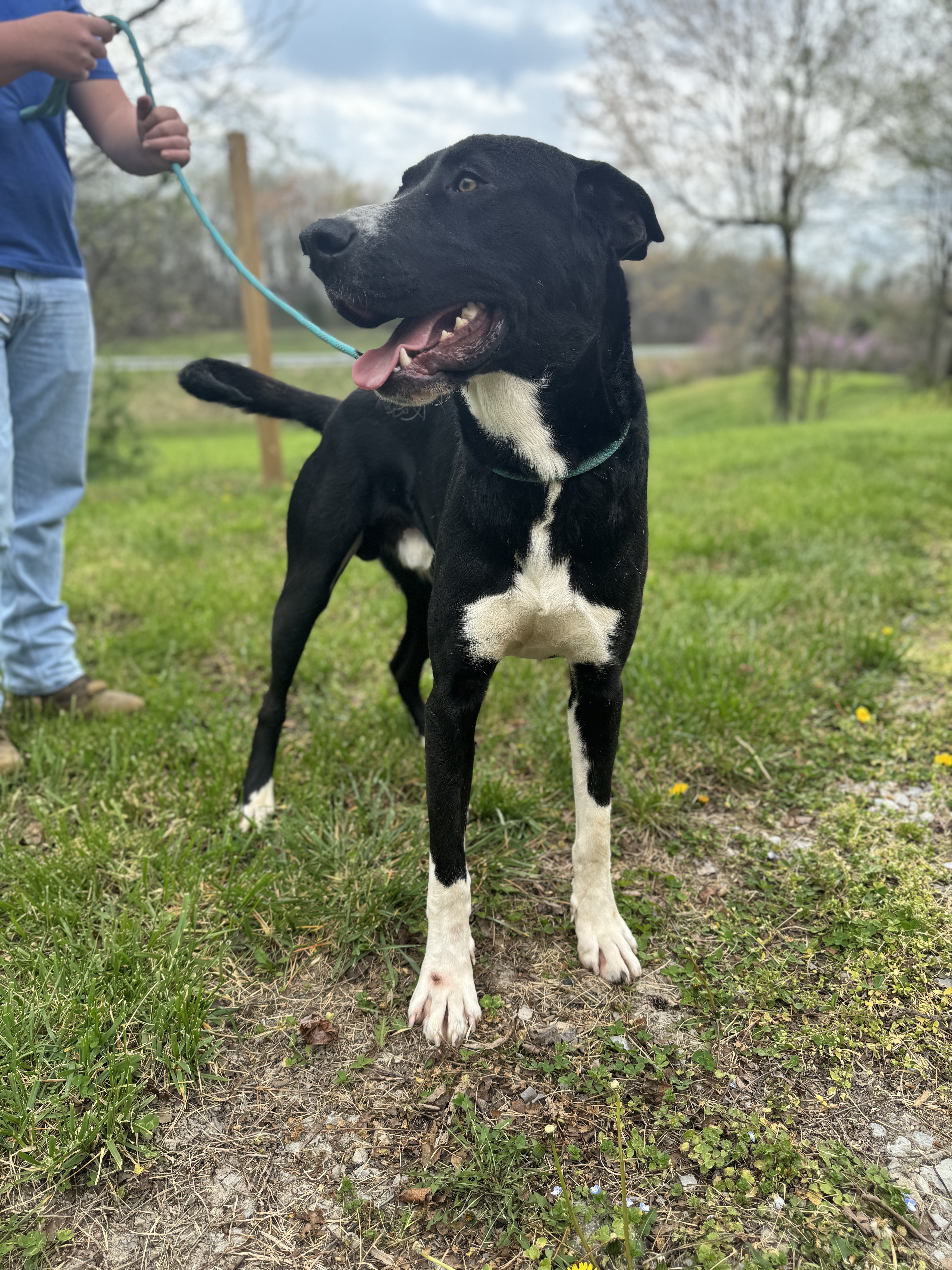 Dog for adoption - Jacque, a Great Dane & Black Labrador Retriever