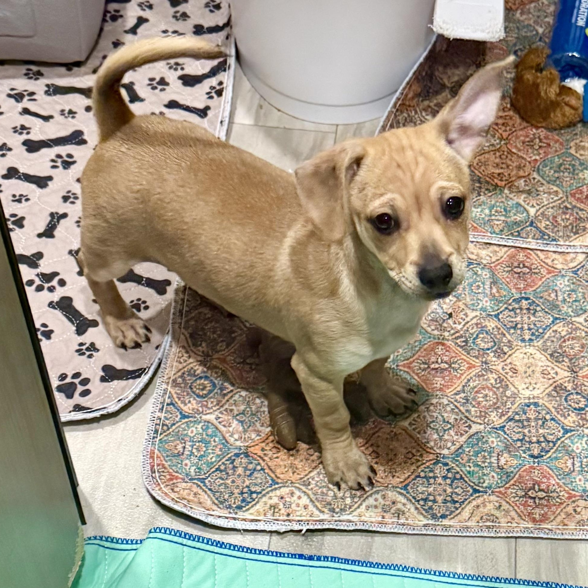 Enlarge Conner, a ADOPTABLE mixed breed in citrus heights, CA image 3/4