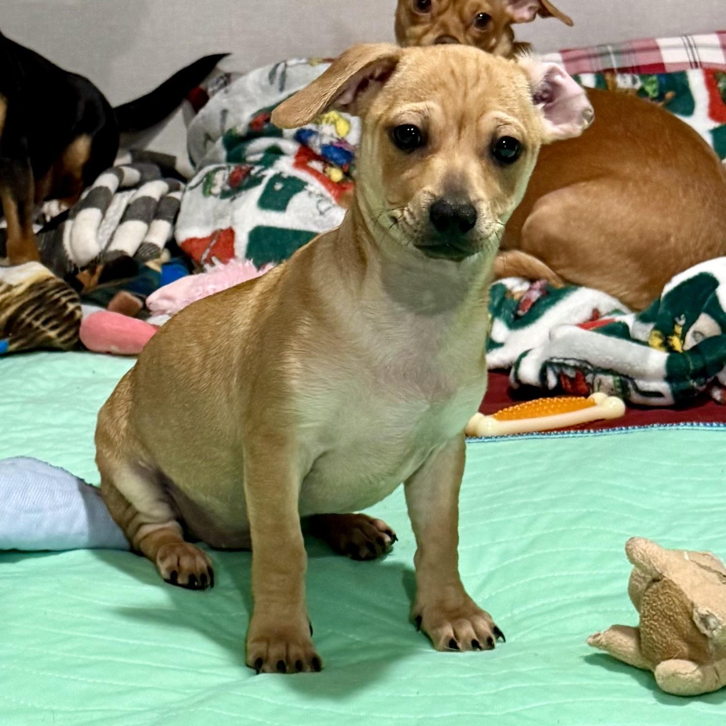 Enlarge Conner, a ADOPTABLE mixed breed in citrus heights, CA image 2/4