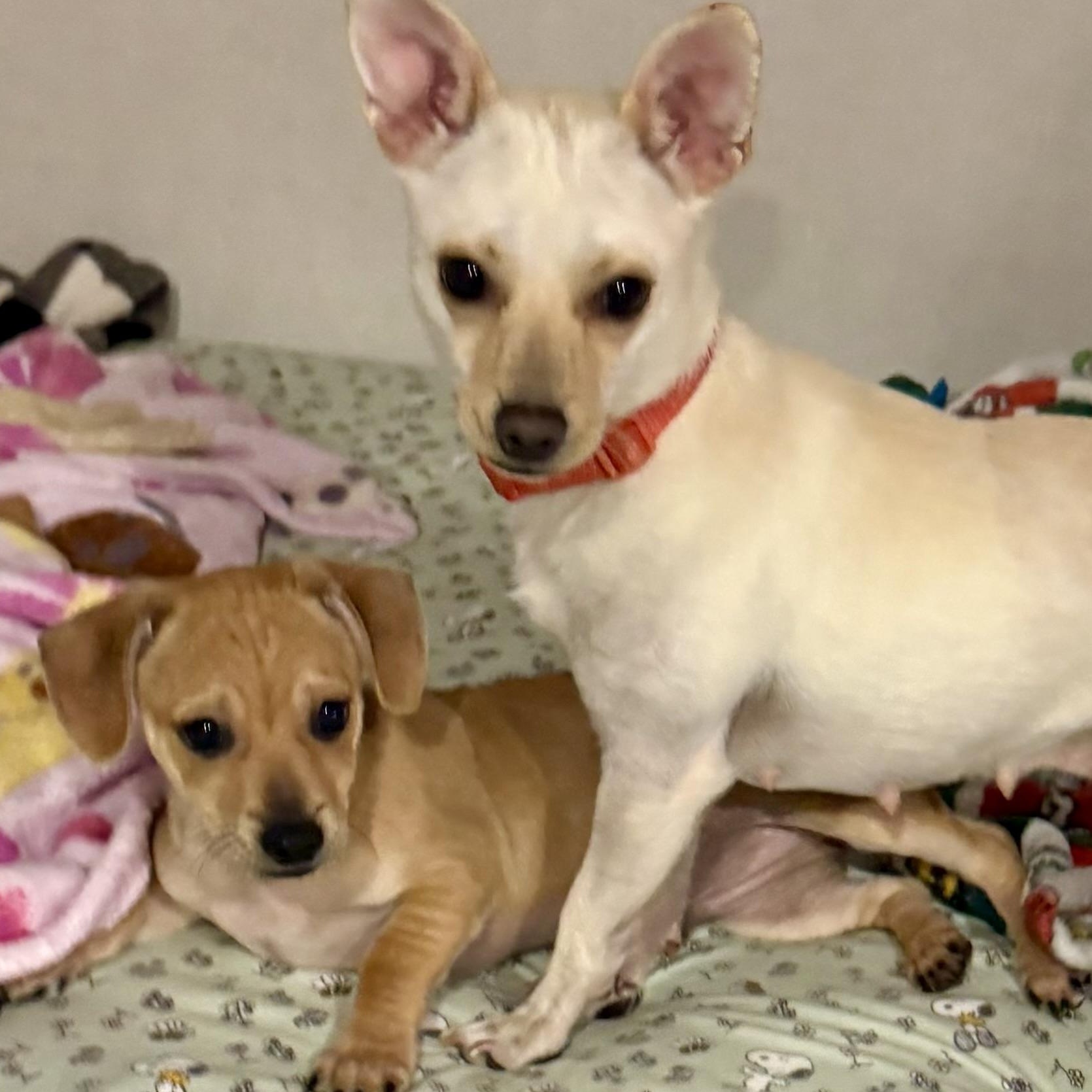 Enlarge Conner, a ADOPTABLE mixed breed in citrus heights, CA image 4/4