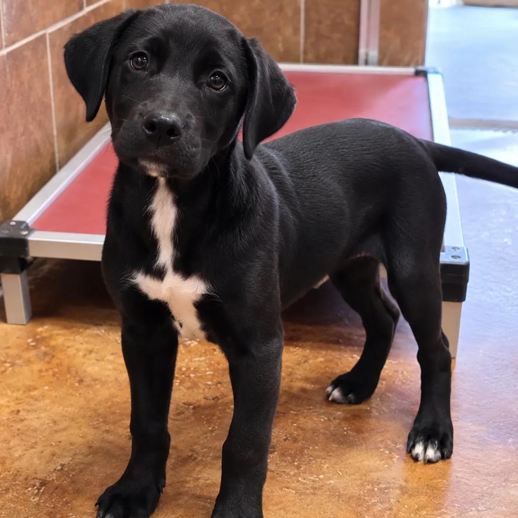 Moses, Adoptable, Young Male Labrador Retriever.