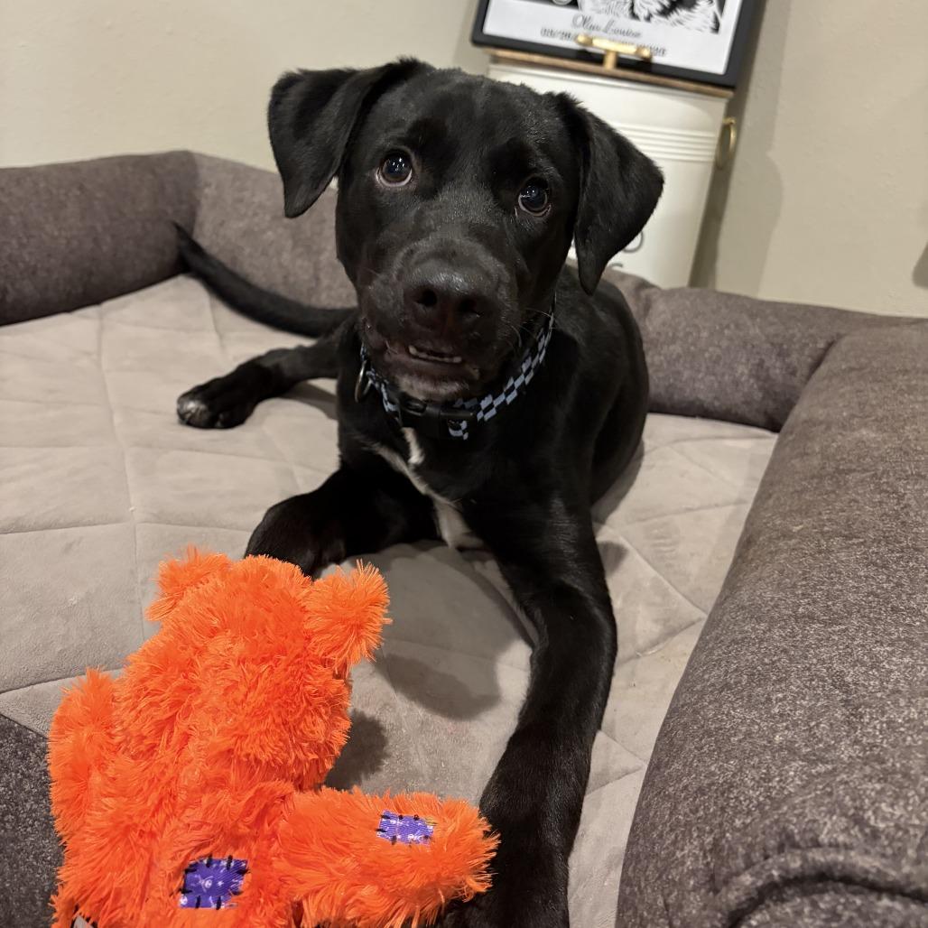 Enlarge Moses, a Adoptable Labrador Retriever in Wadena, MN image 2/6