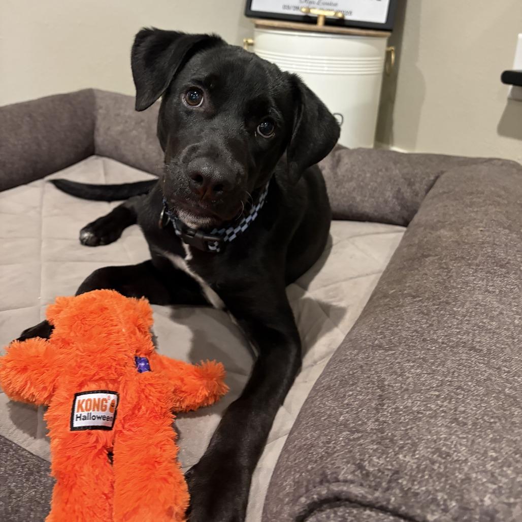 Enlarge Moses, a Adoptable Labrador Retriever in Wadena, MN image 3/6