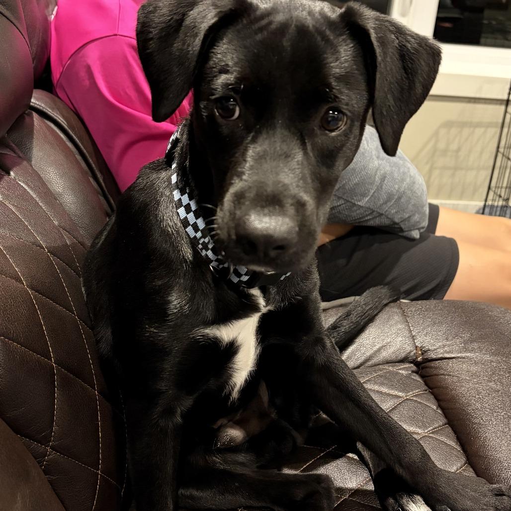 Enlarge Moses, a Adoptable Labrador Retriever in Wadena, MN image 4/6