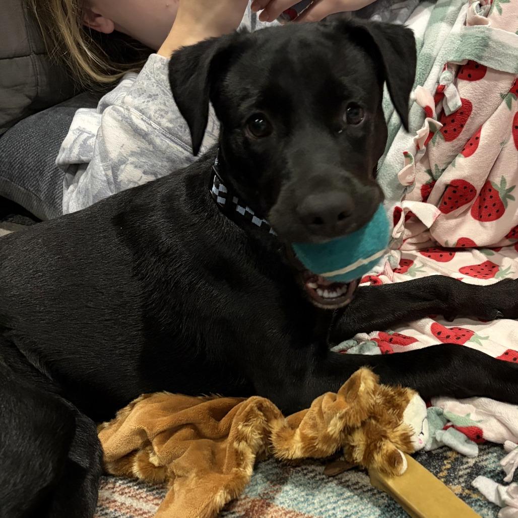 Enlarge Moses, a Adoptable Labrador Retriever in Wadena, MN image 5/6