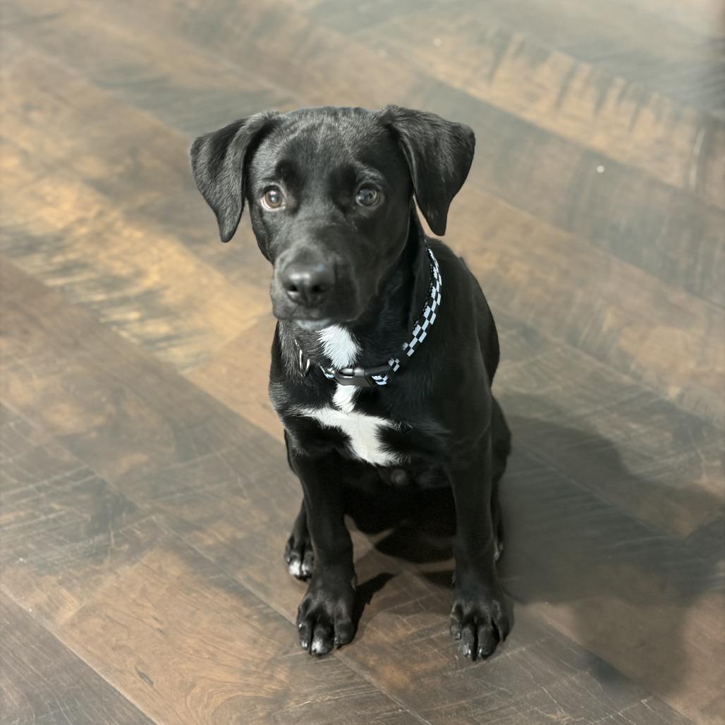 Enlarge Moses, a Adoptable Labrador Retriever in Wadena, MN image 6/6