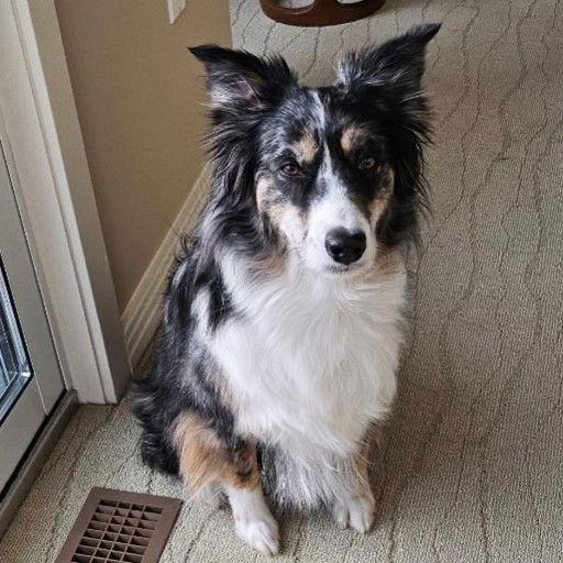 Enlarge Paprika   in PA!, a Adoptable Australian Shepherd in Locust Fork, AL image 3/3