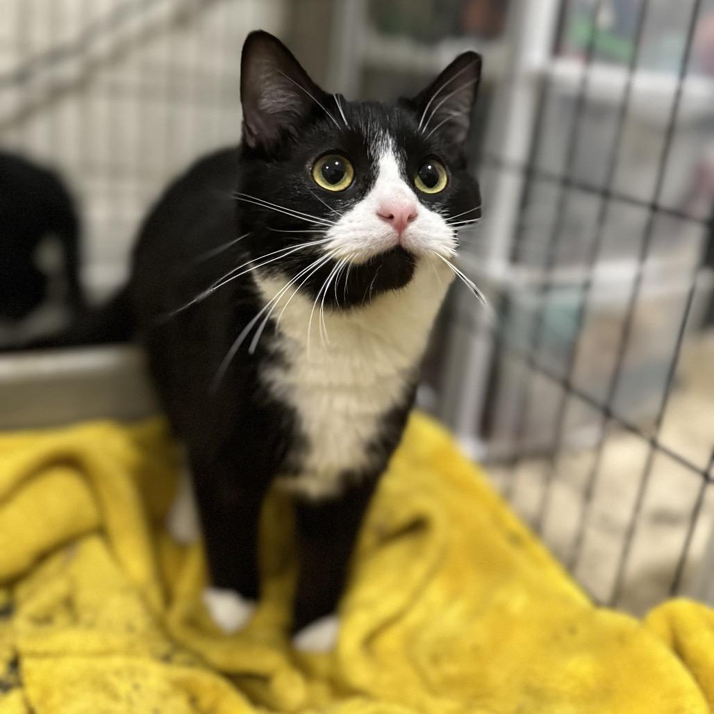 Enlarge Buttons, a Adoptable Domestic Short Hair in Pittsburg, KS image 1/2