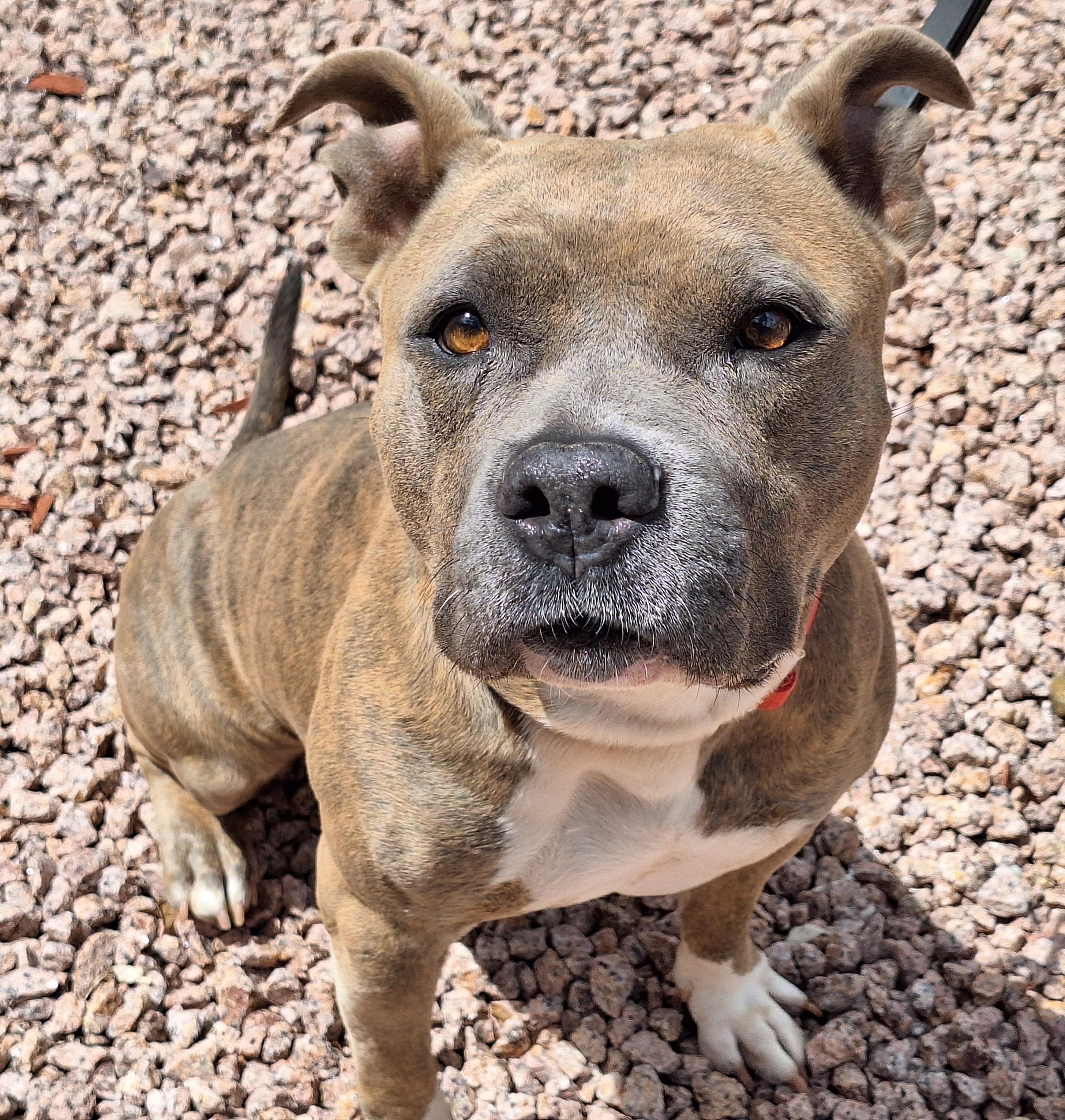 Enlarge Moxie, a Adoptable mixed breed in Payson, AZ image 1/6