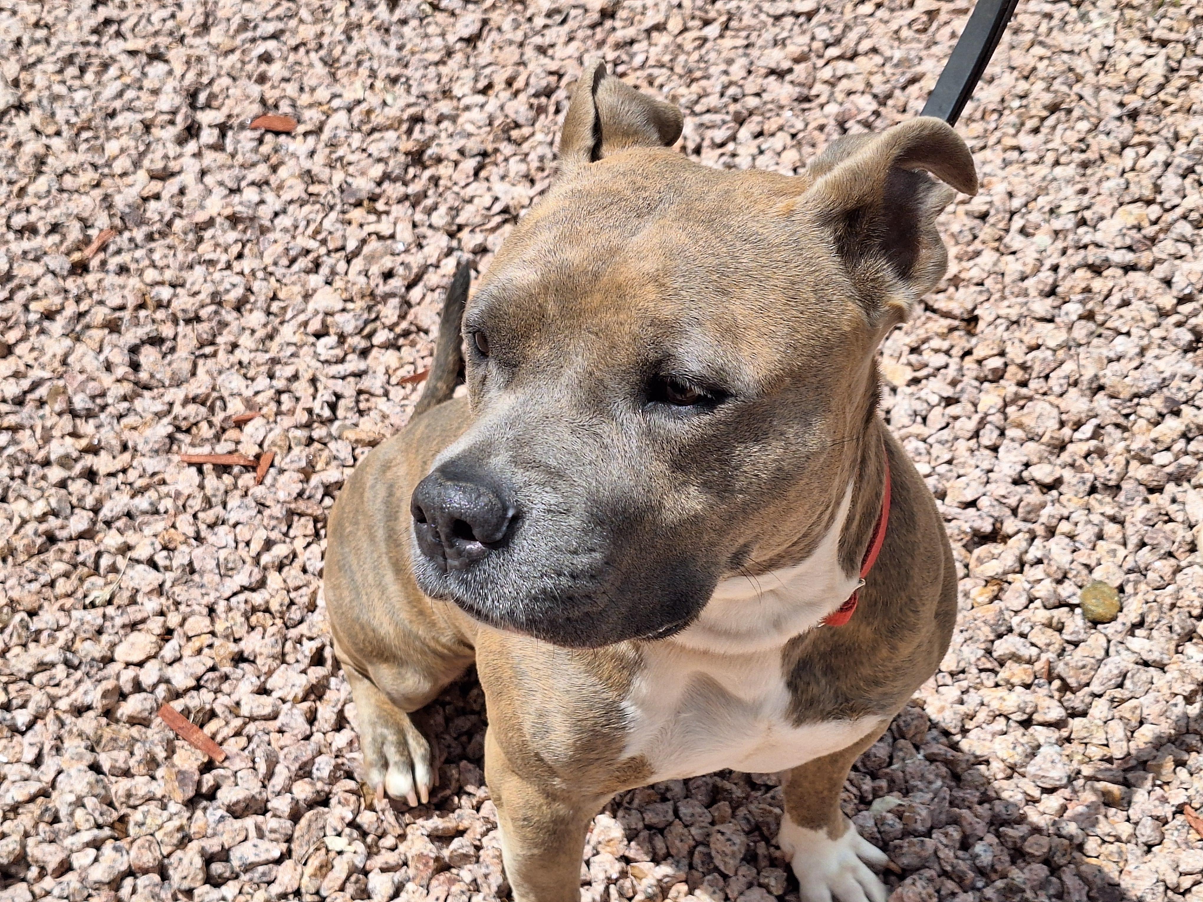 Enlarge Moxie, a Adoptable mixed breed in Payson, AZ image 2/6