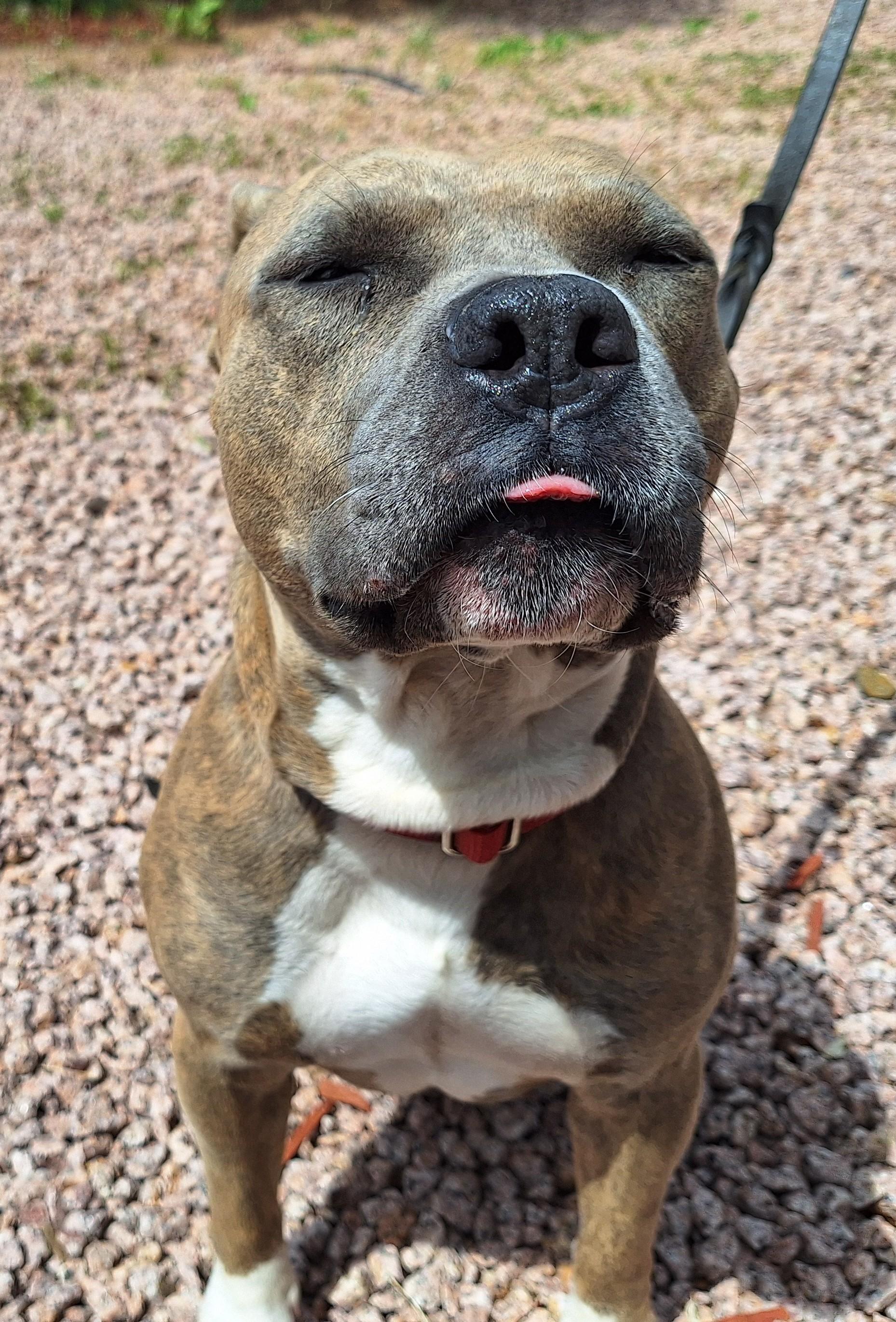 Enlarge Moxie, a Adoptable mixed breed in Payson, AZ image 3/6