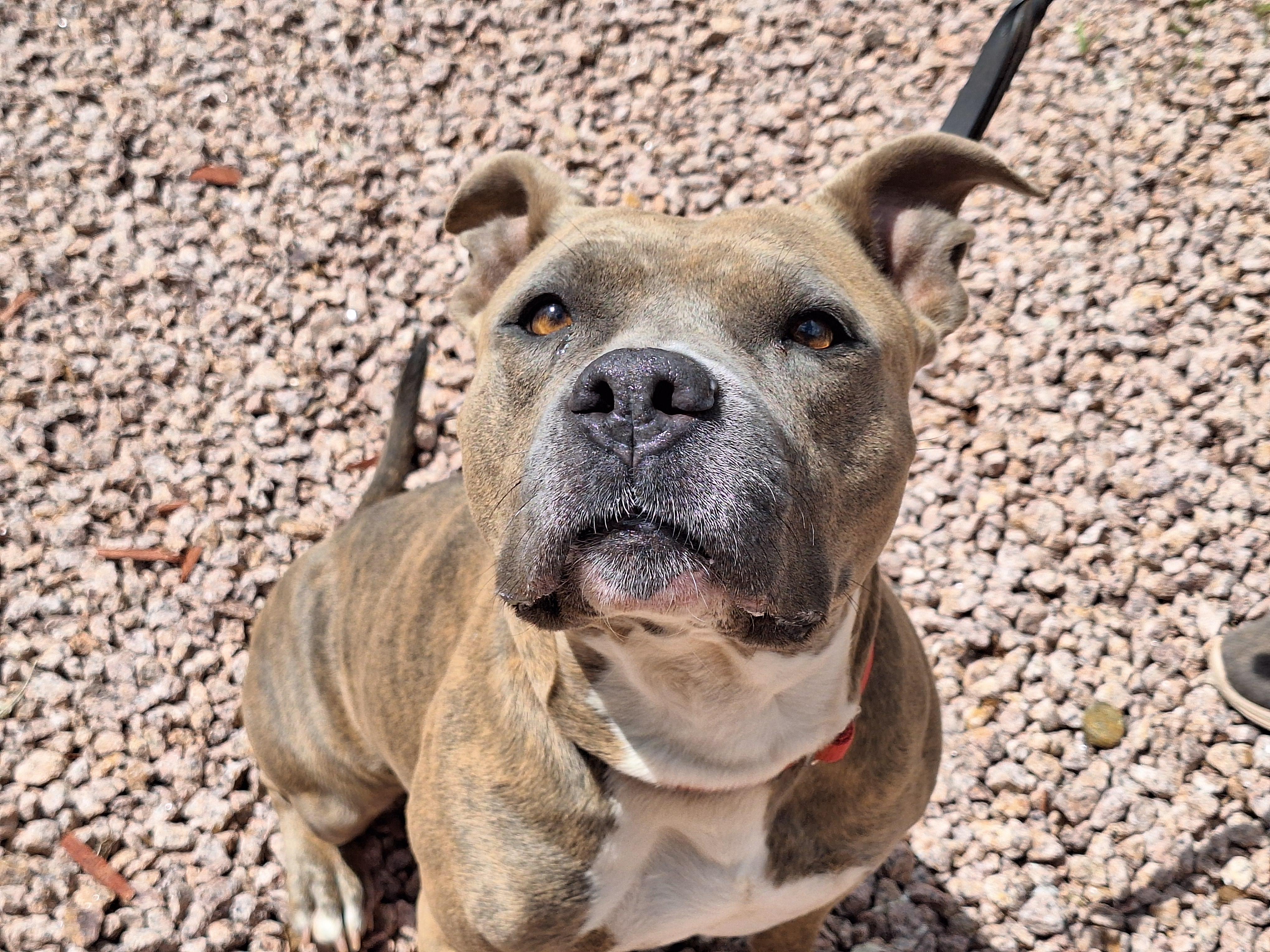 Enlarge Moxie, a Adoptable mixed breed in Payson, AZ image 4/6