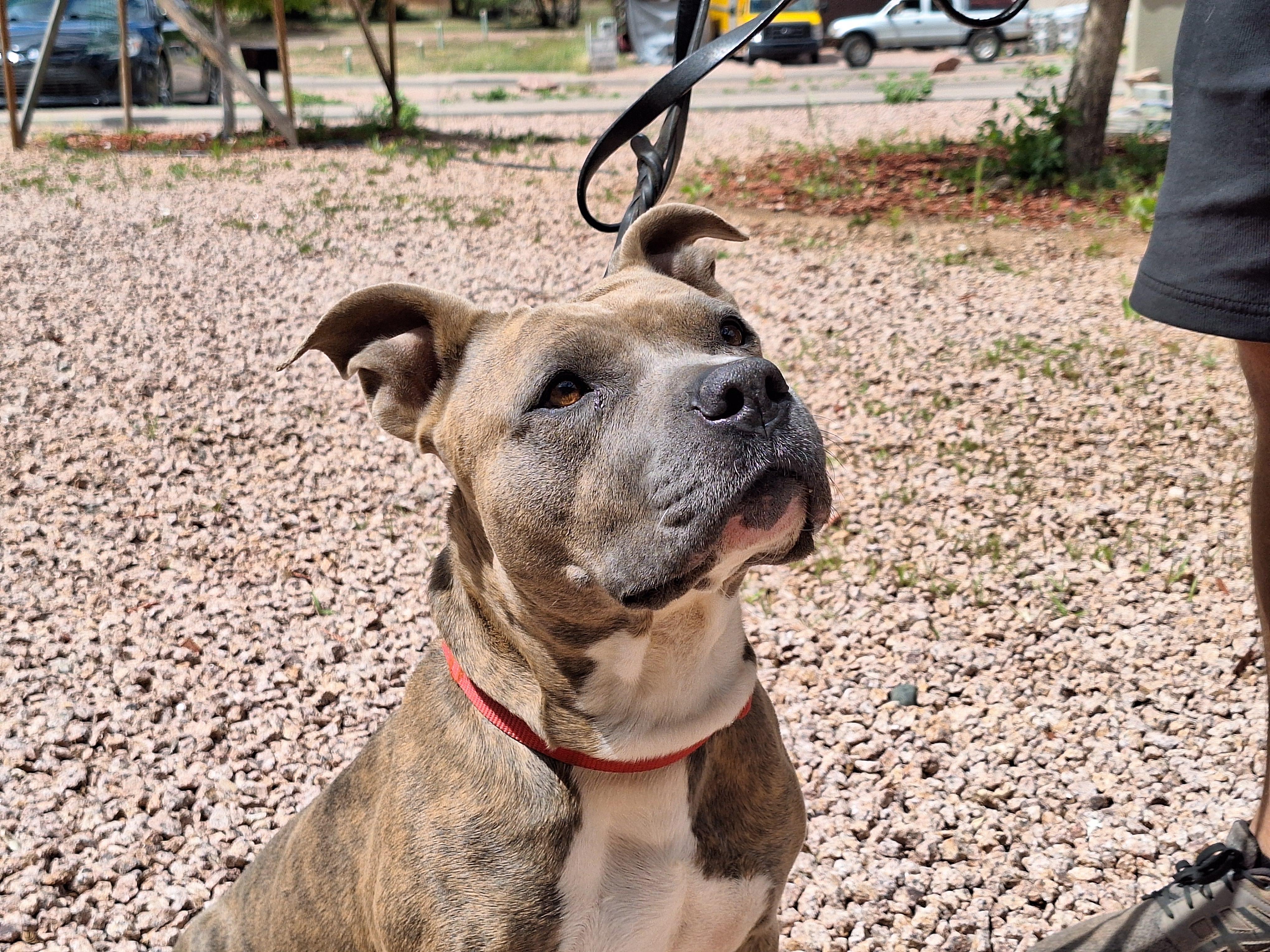 Enlarge Moxie, a Adoptable mixed breed in Payson, AZ image 6/6