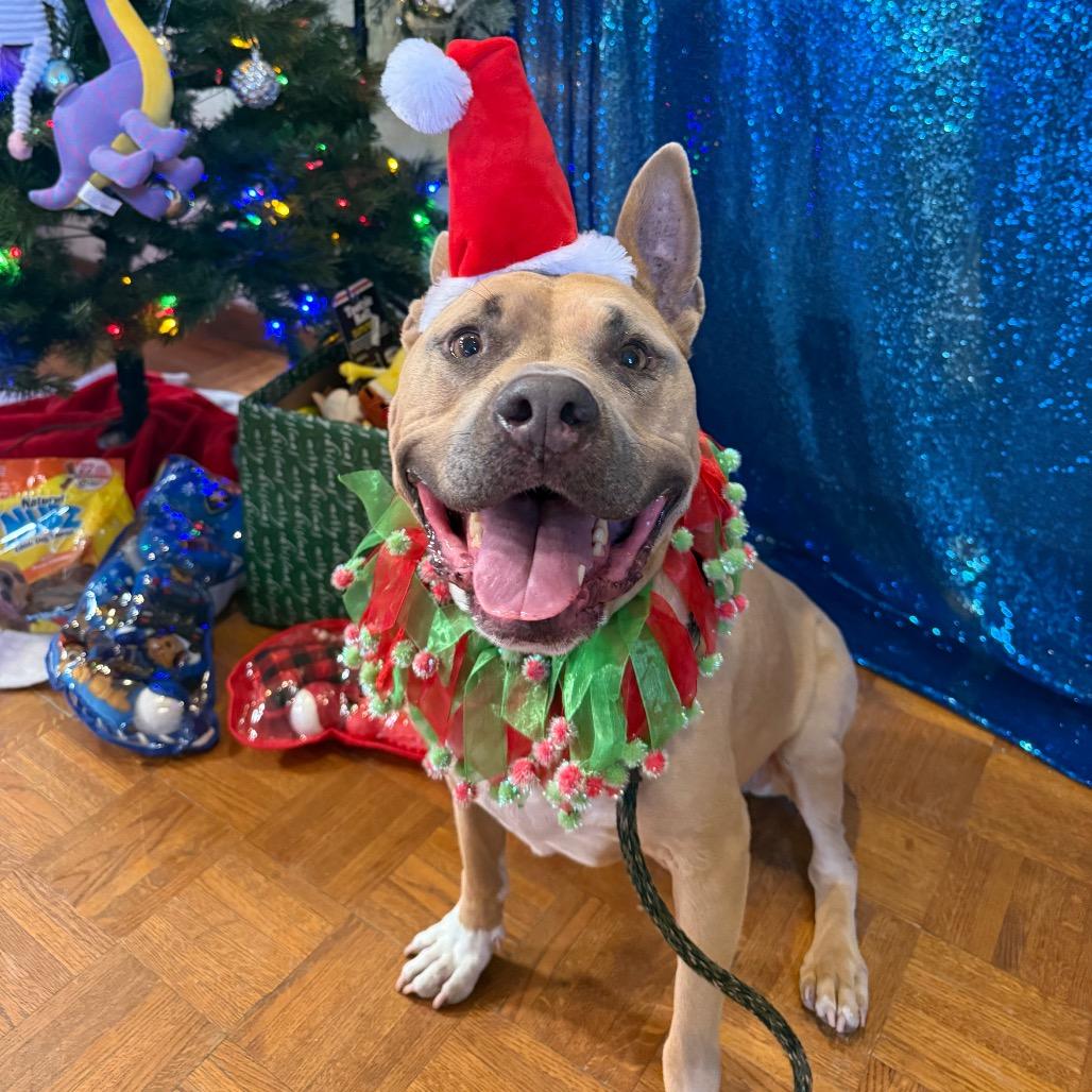 Enlarge Sadie, a Adoptable Mixed Breed in Santa Barbara, CA image 1/6