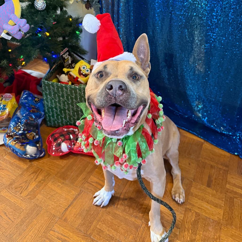 Enlarge Sadie, a Adoptable Mixed Breed in Santa Barbara, CA image 2/6