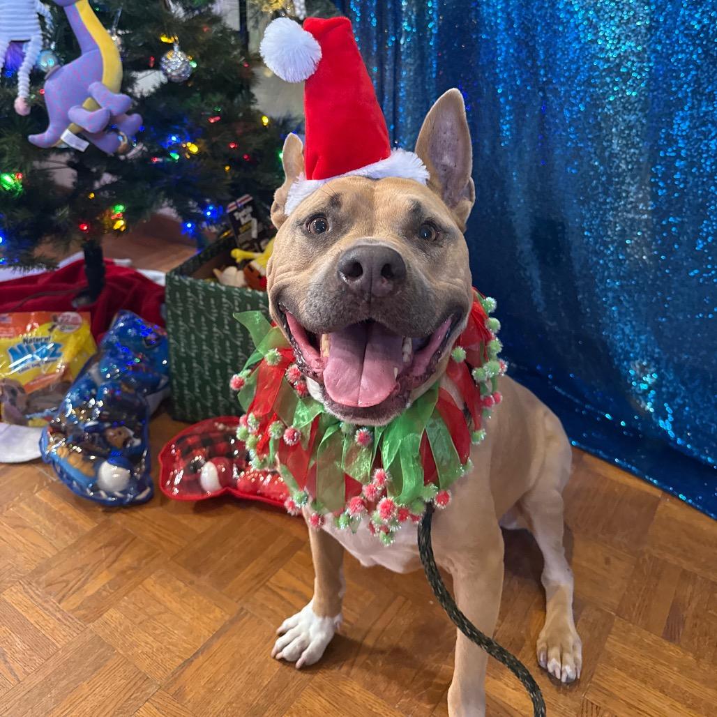 Enlarge Sadie, a Adoptable Mixed Breed in Santa Barbara, CA image 3/6