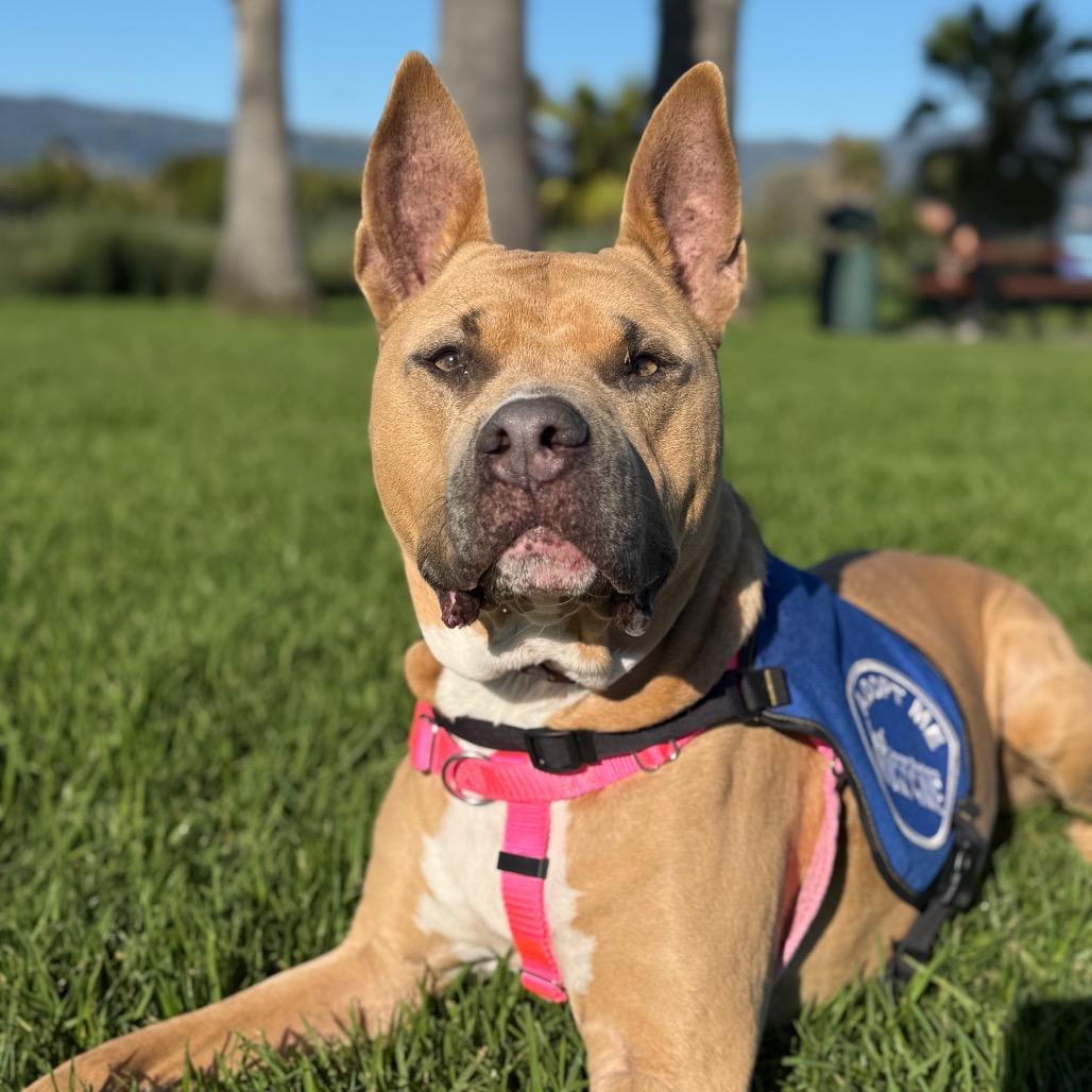 Enlarge Sadie, a Adoptable Mixed Breed in Santa Barbara, CA image 4/6