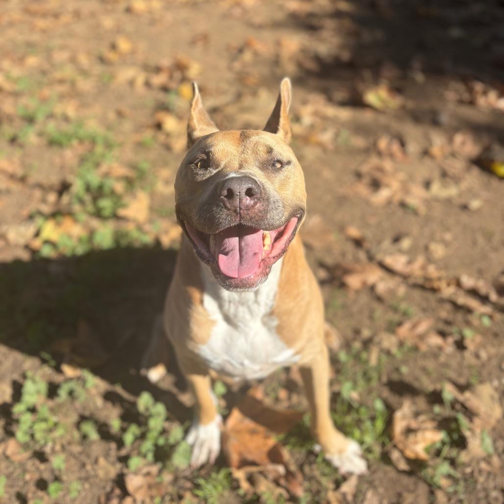 Enlarge Sadie, a Adoptable Mixed Breed in Santa Barbara, CA image 5/6