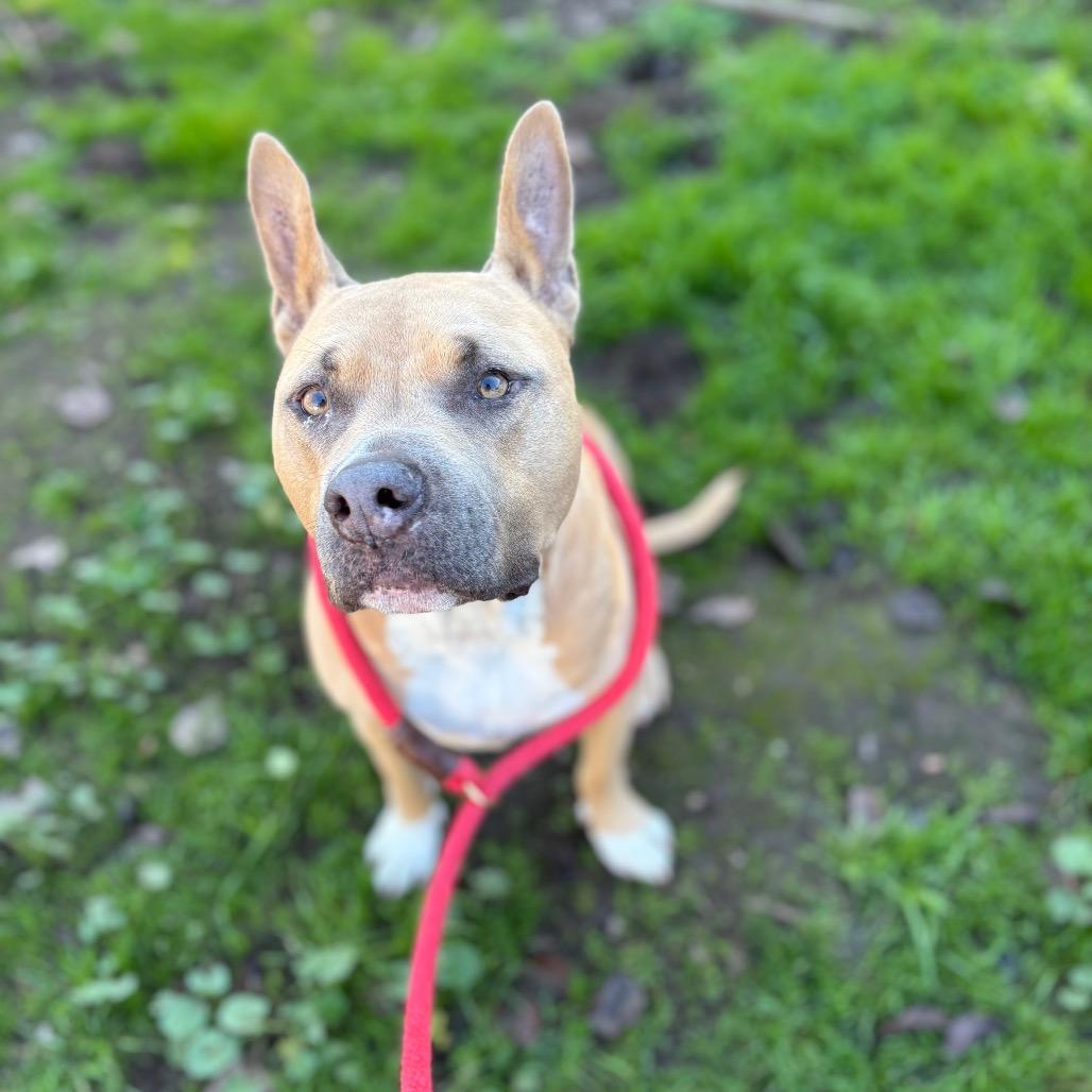 Enlarge Sadie, a Adoptable Mixed Breed in Santa Barbara, CA image 6/6