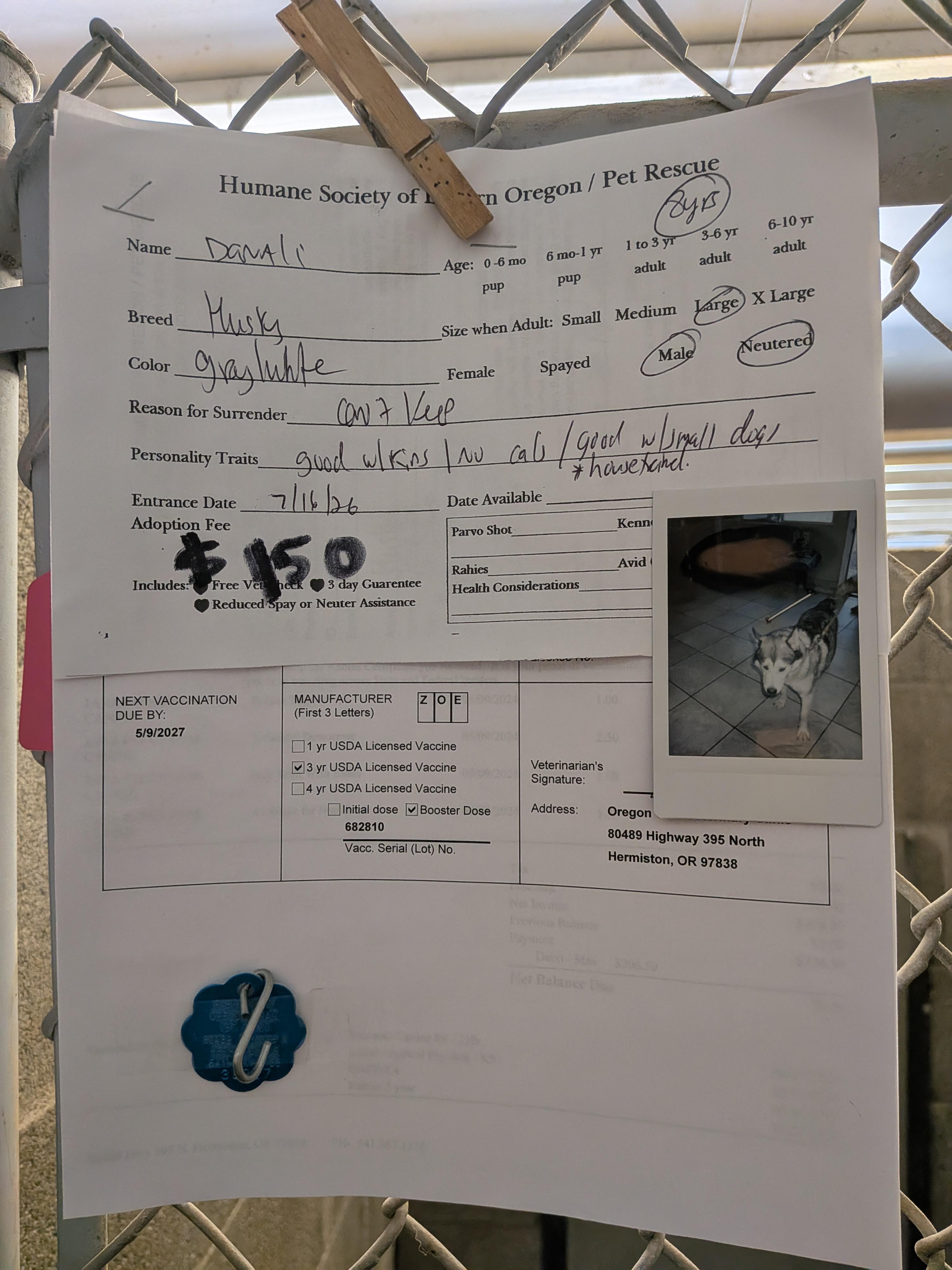 Denali, a ADOPTABLE mixed breed in Hermiston, OR image 2/2