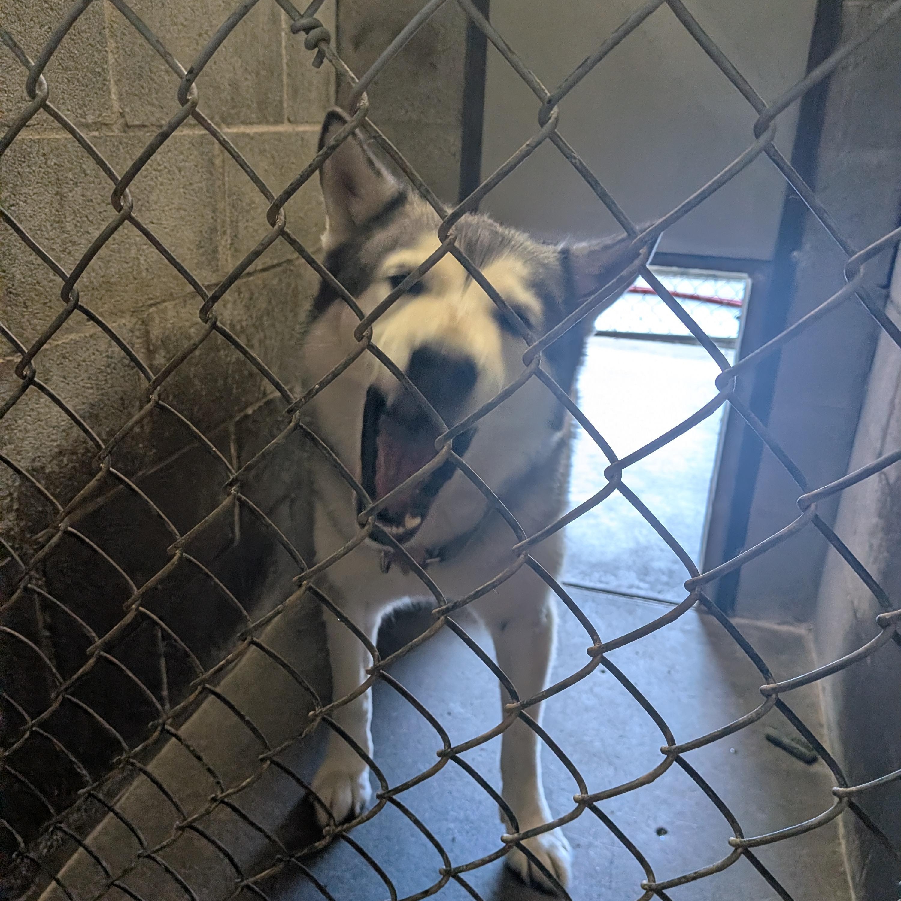 Denali, a ADOPTABLE mixed breed in Hermiston, OR image 1/2