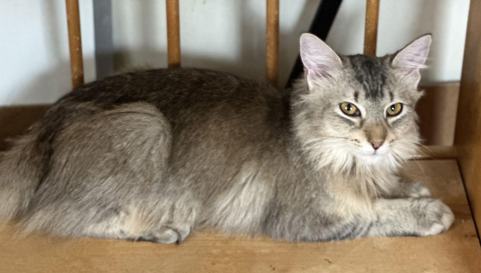 Fern, Adoptable, Young Female Domestic Medium Hair.