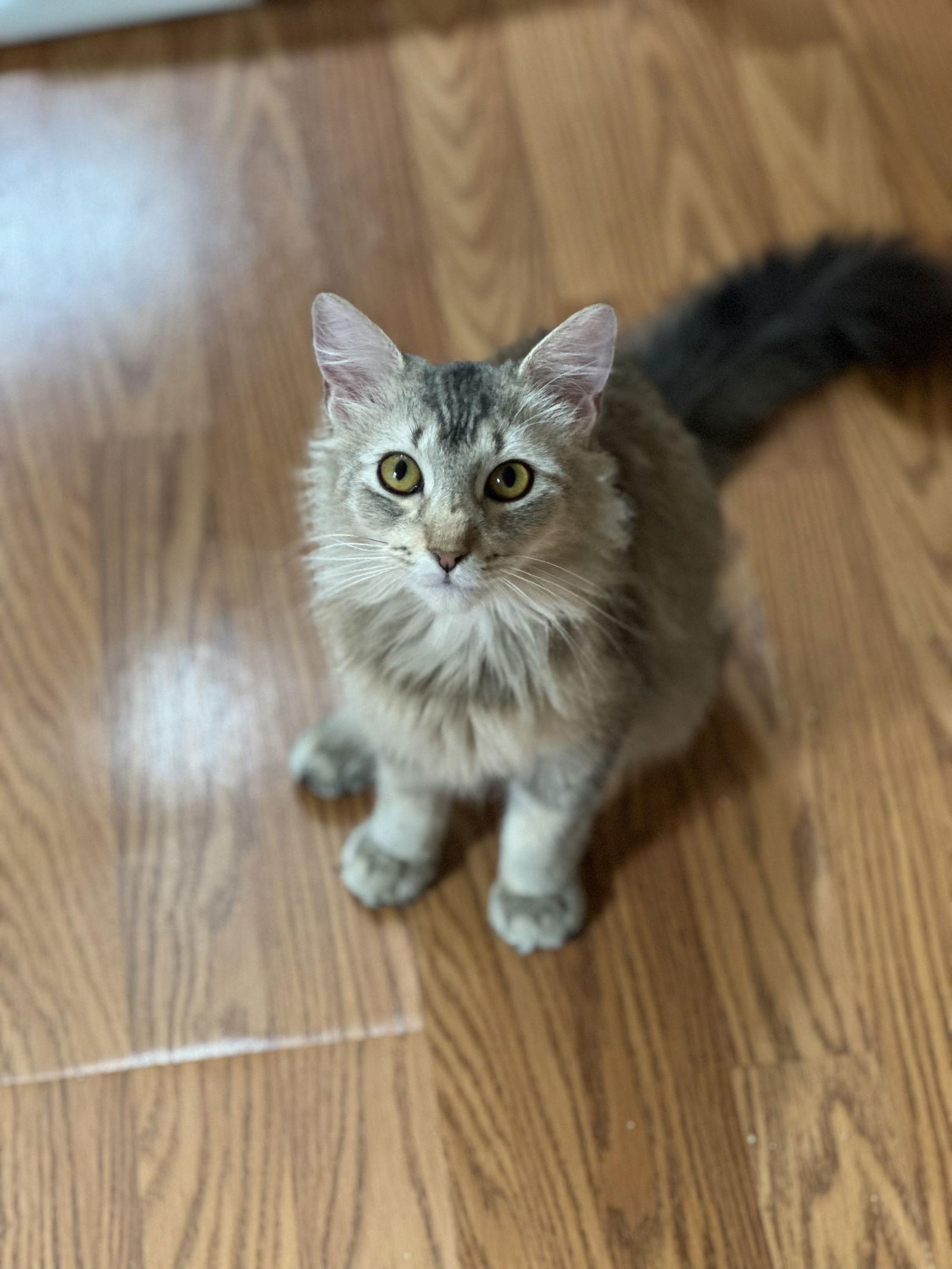 Enlarge Fern, a Adoptable Domestic Medium Hair in Newtown Square, PA image 2/3