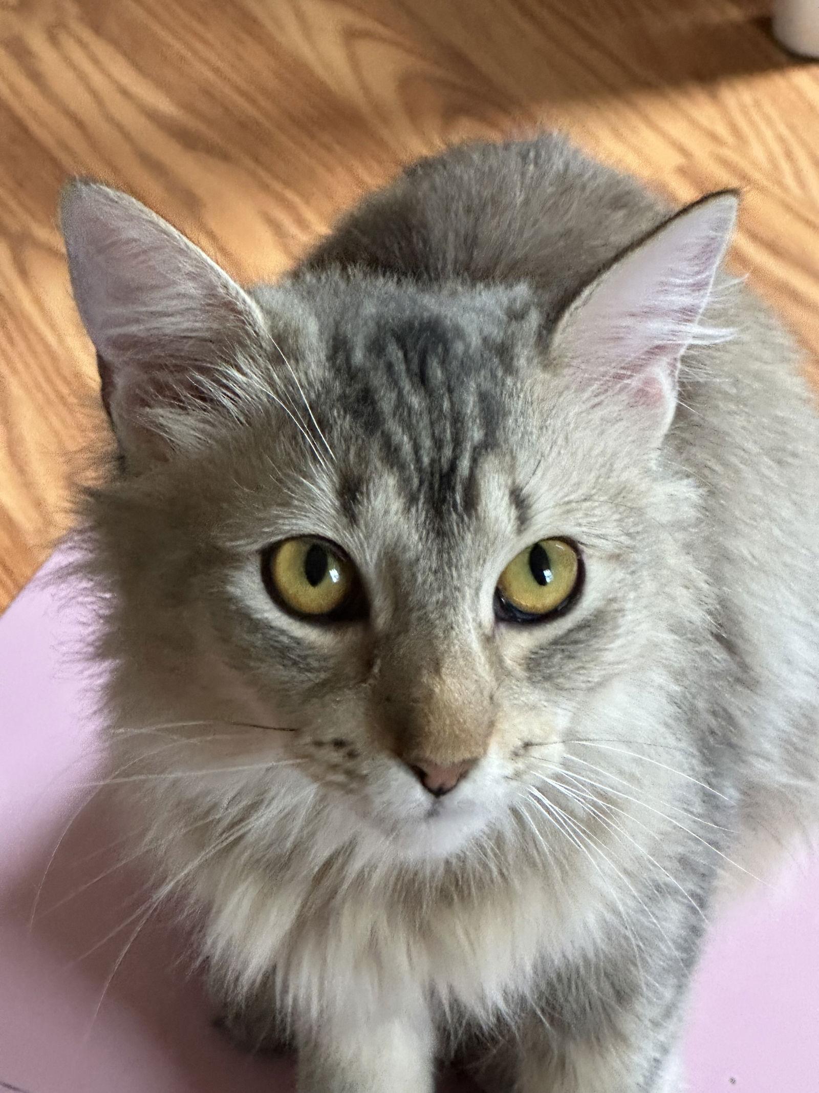 Enlarge Fern, a Adoptable Domestic Medium Hair in Newtown Square, PA image 3/3