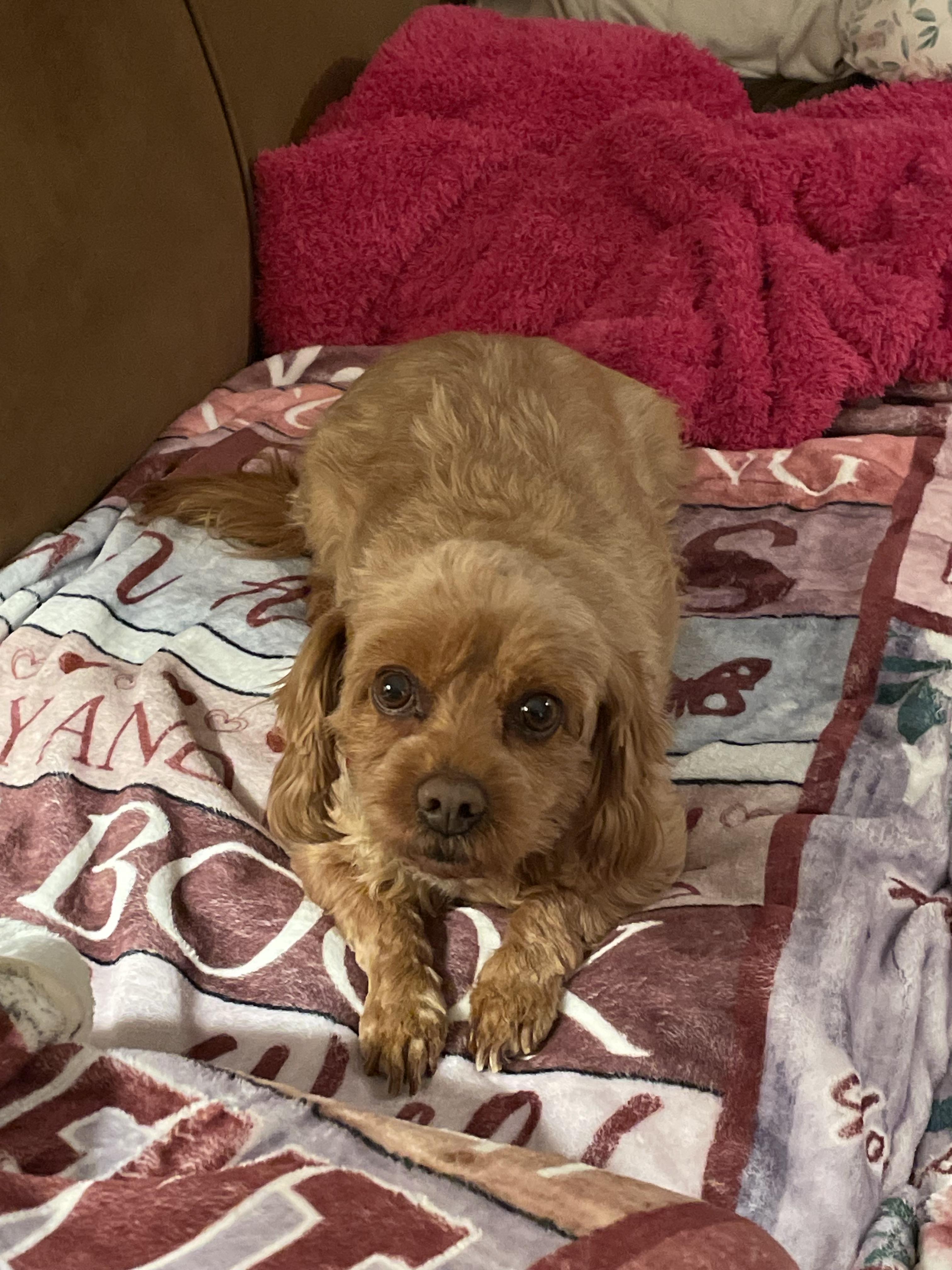 Enlarge JANAY, a ADOPTABLE Cavapoo in Schnecksville, PA image 2/2